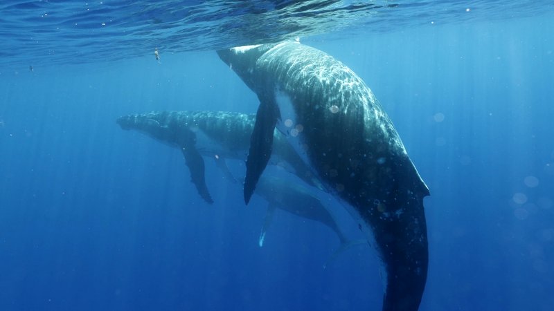 Humpback Whales poster