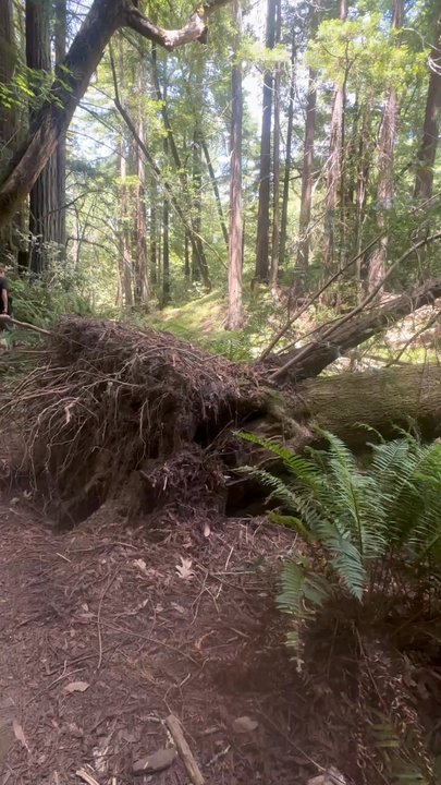 Phoenix Lake - A tree that had recently up rooted - Hiking Near Me - Ross, California