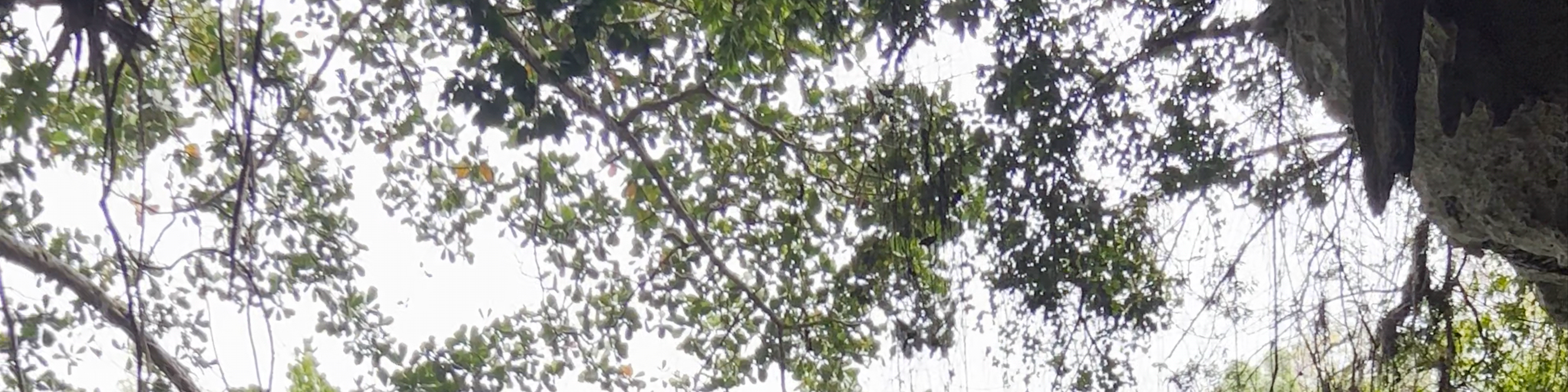 Dominican Republic