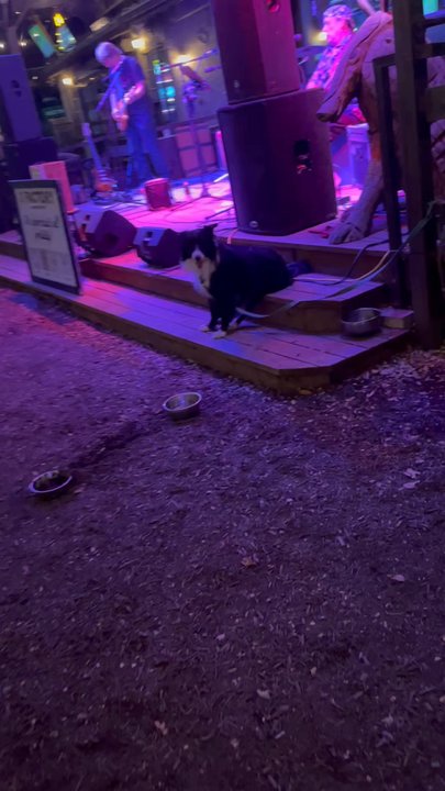 Moontower Saloon - Band abuses their dog - Music Venues Near Me - Austin, Texas