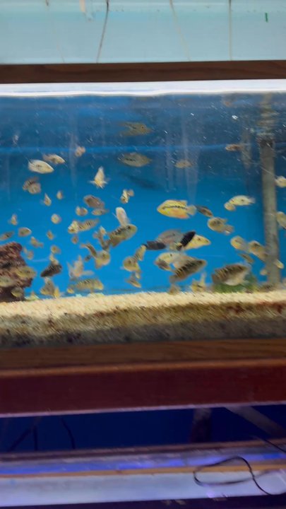 Tropical Haven - Just one of the dozens of tanks of fish they offer - Pet Stores Near Me - Modesto, California