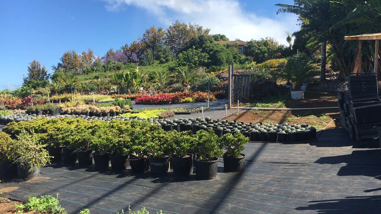3rd Day Nursery - Best succulent farm on Maui ! - Landscaping Near Me - Kula, Hawaii
