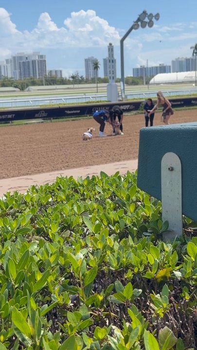 Gulfstream Park - Corgi Classic - Casinos Near Me - Hallandale Beach, Florida