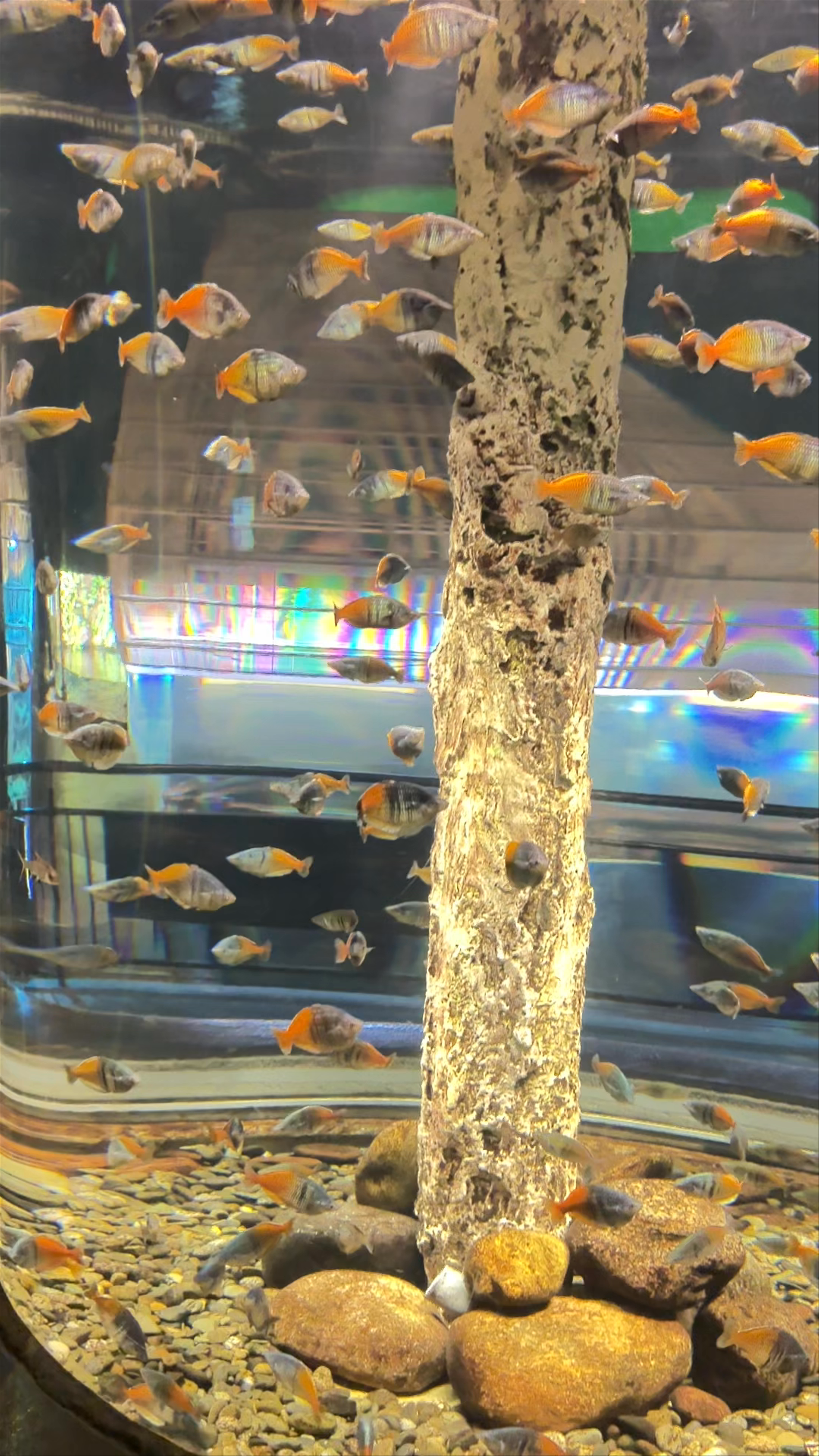 Санкт-Петербургский Океанариум