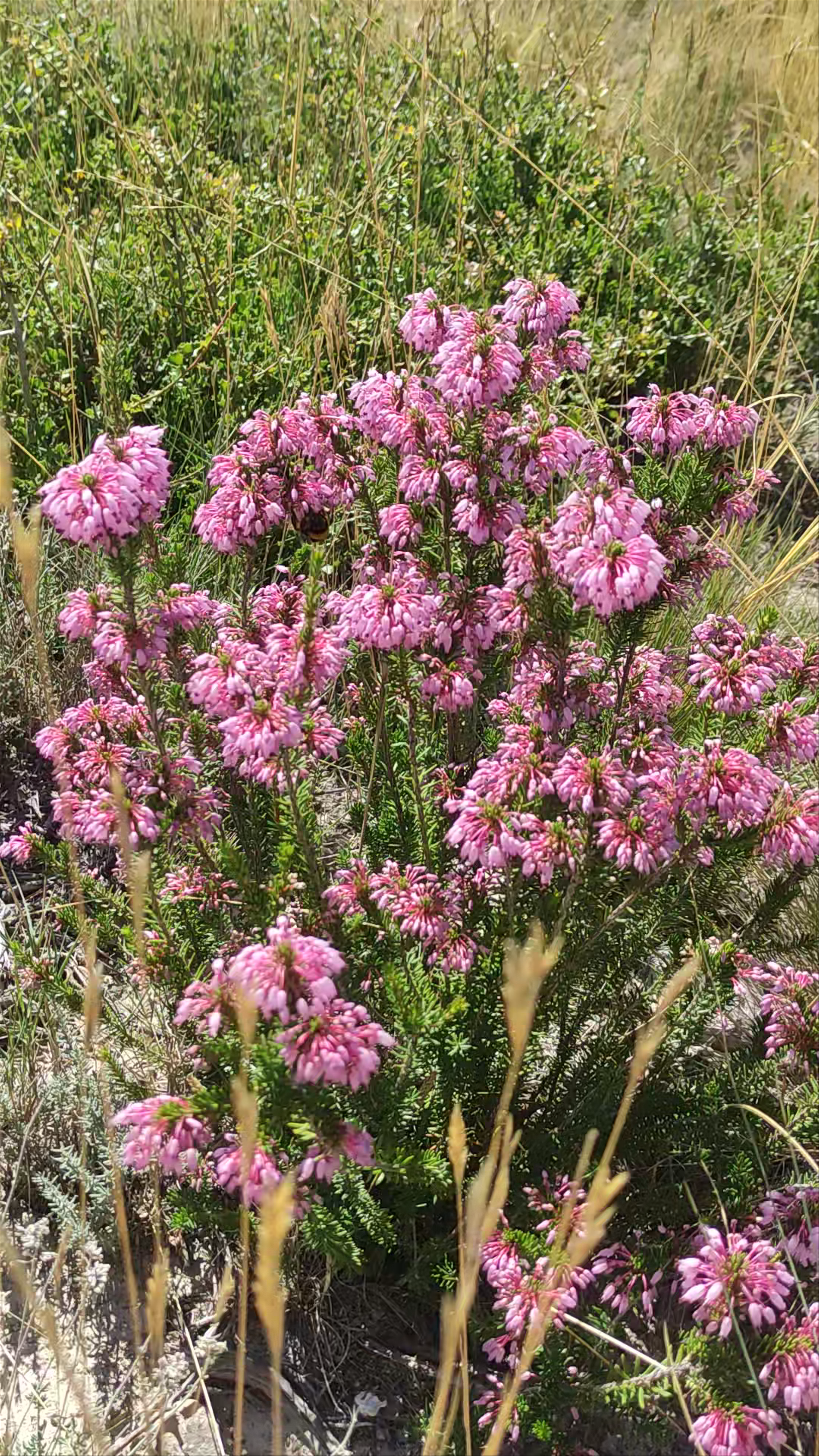 Mirador de Peñas Blancas: Scenic Flora and Panoramic Views in Villargordo del Cabriel