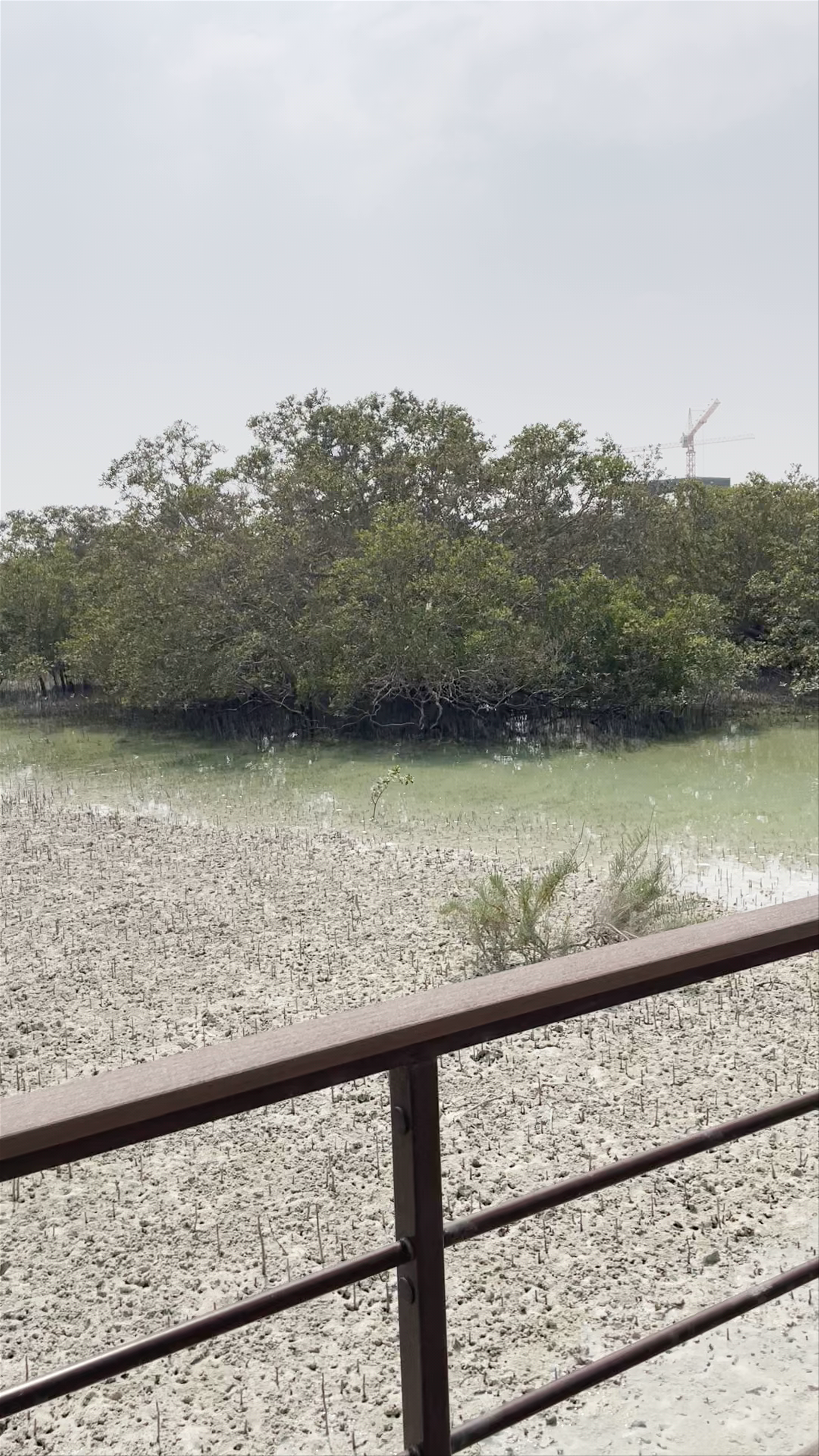 Eastern Mangrove Park - Abu Dhabi - United Arab Emirates