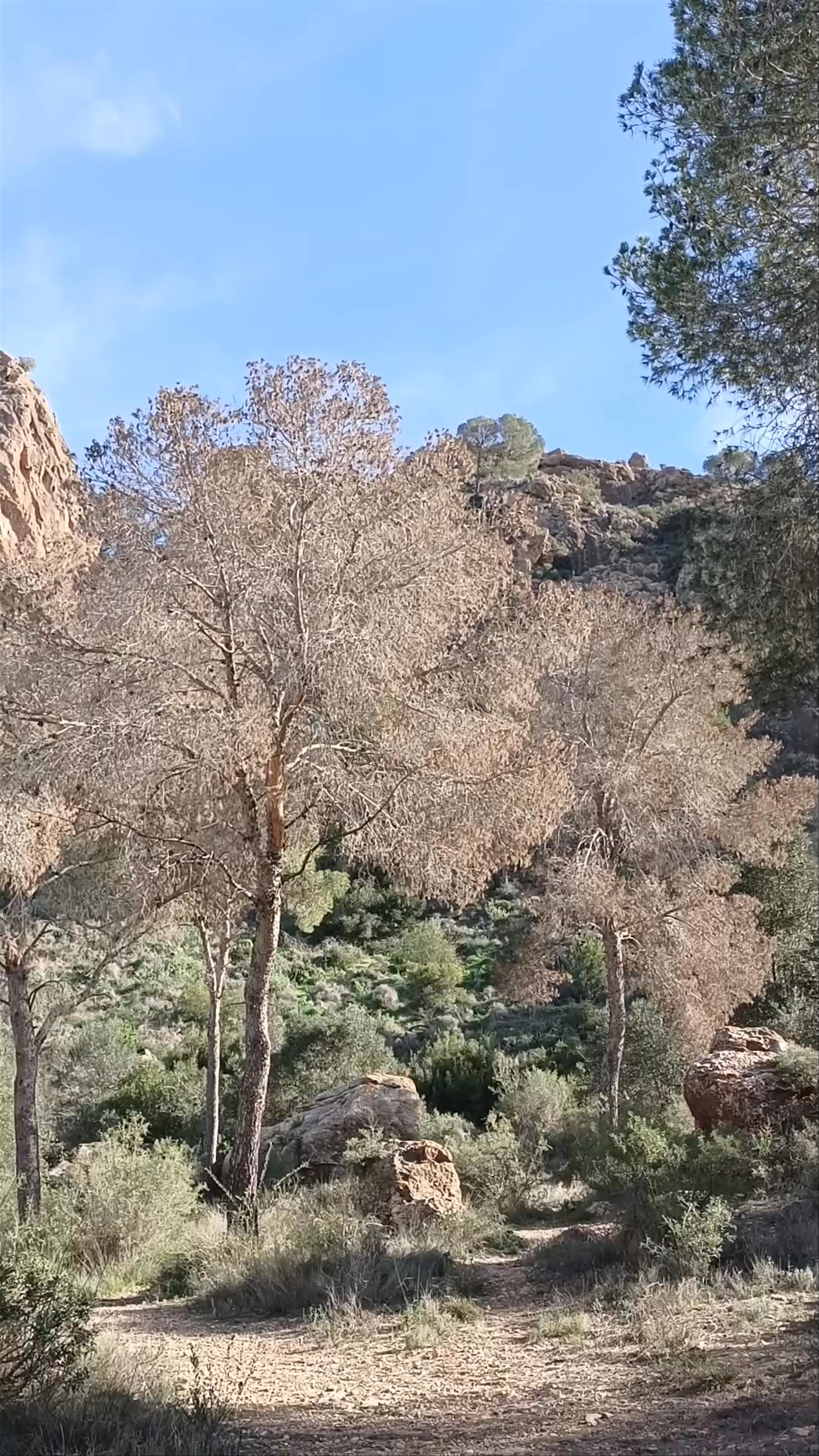 Cresta del Gallo