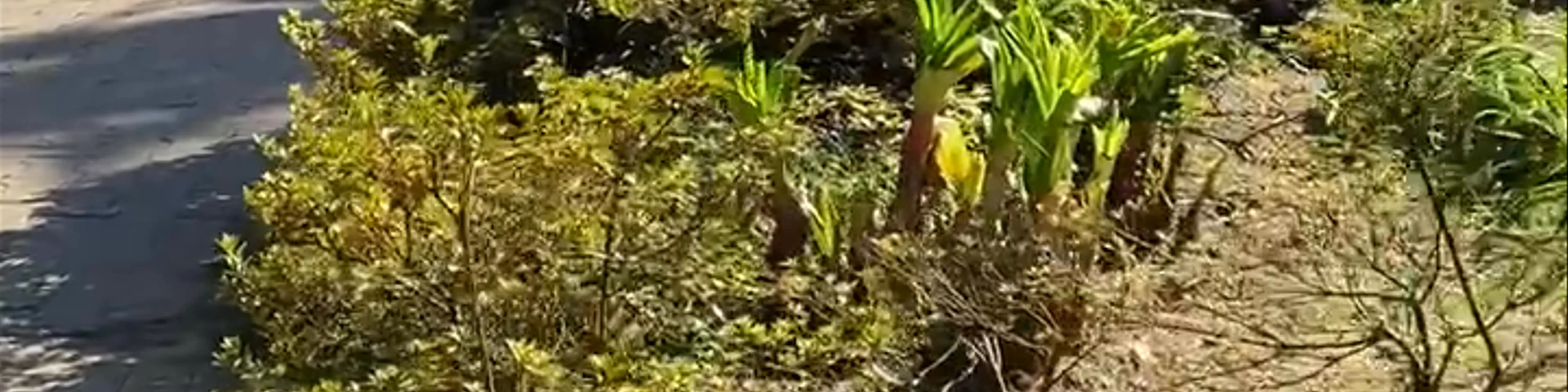 Batumi Botanical Garden