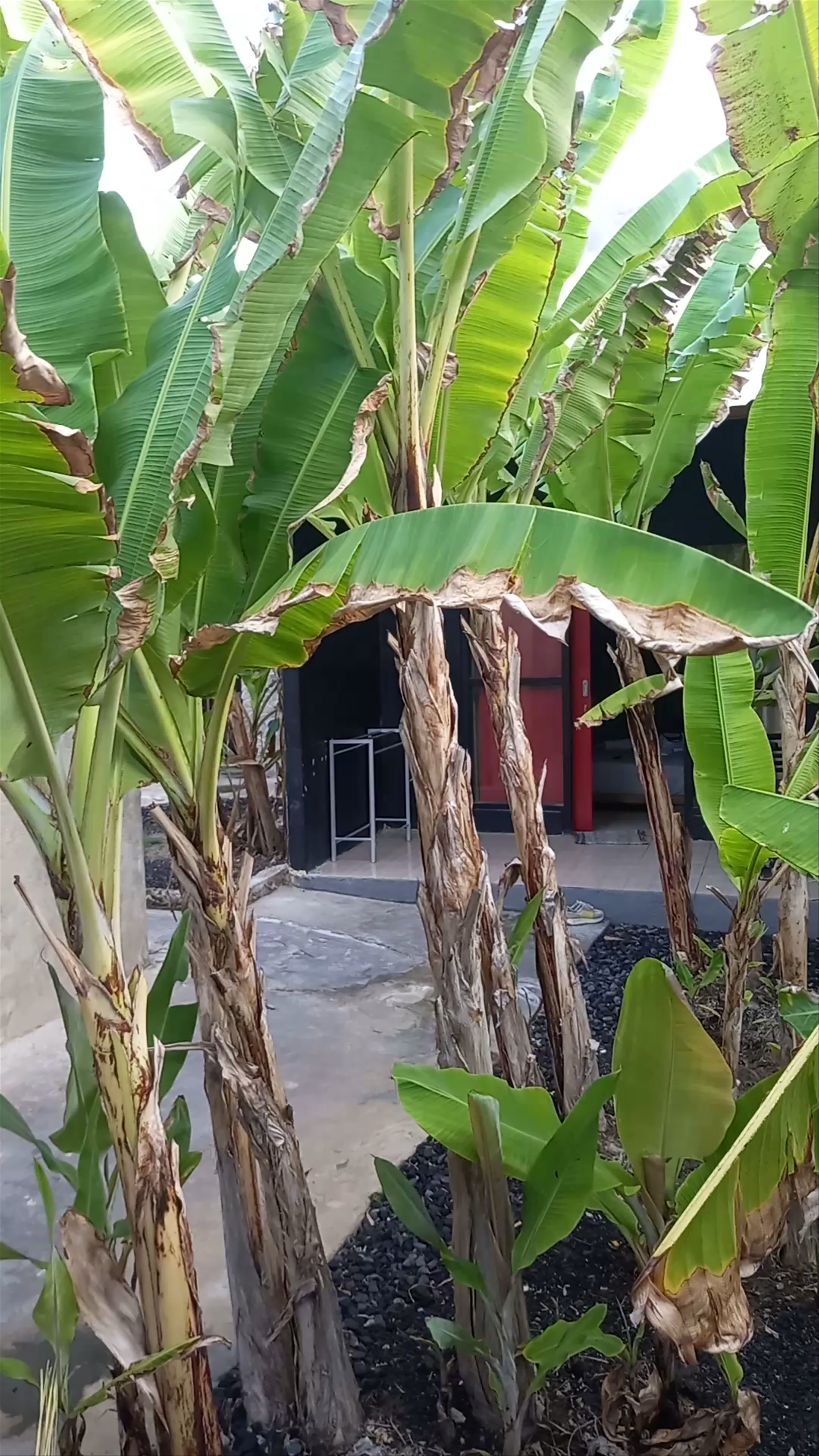 Dragonfly hostel and homestay