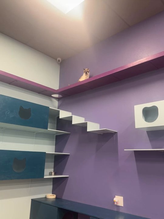 PHX Cat Cafe - Cats so cute - Themed Cafes Near Me - Glendale, Arizona
