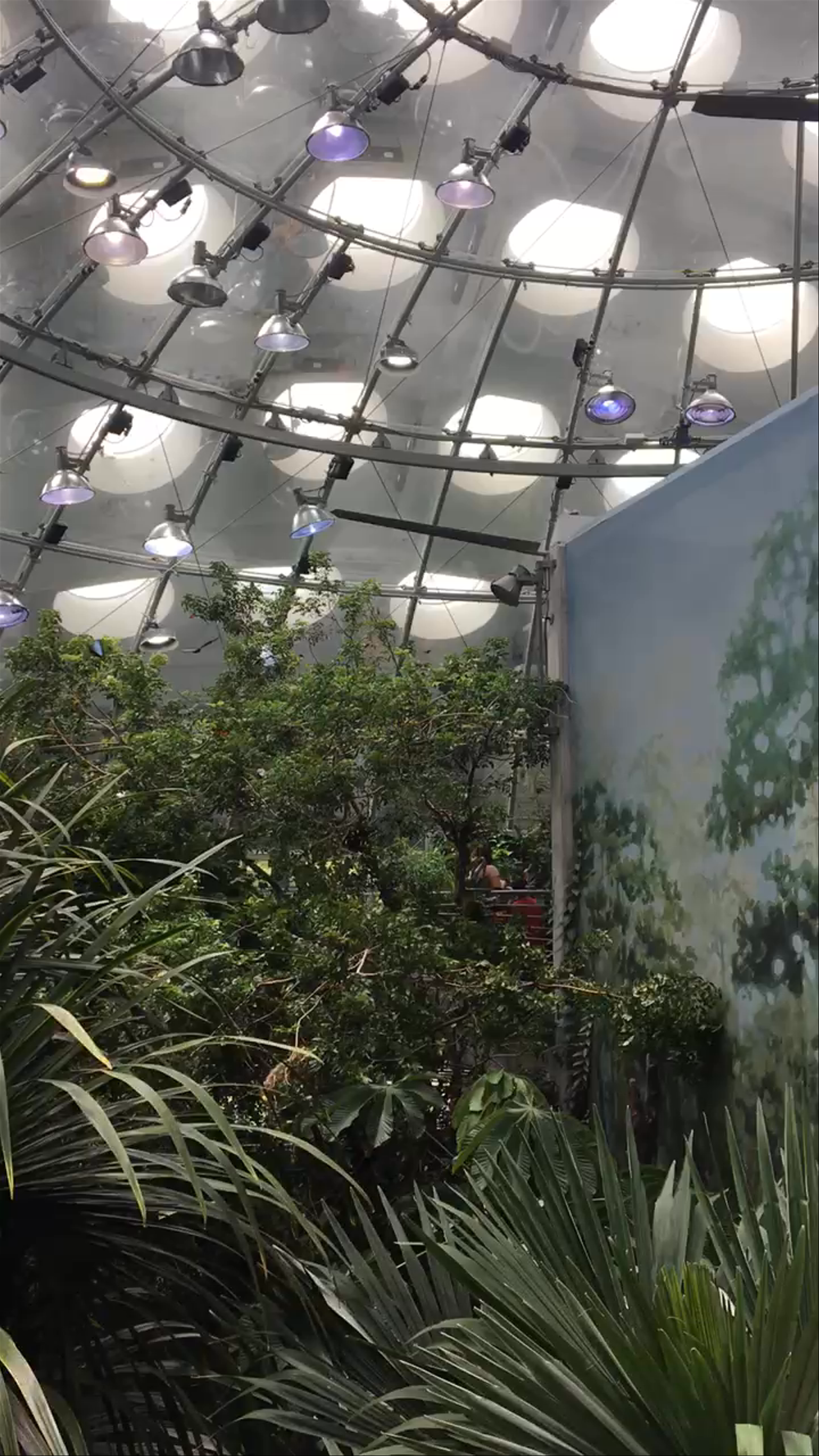 Indoor Tropical Garden Experience at the Academy of Sciences, San Francisco