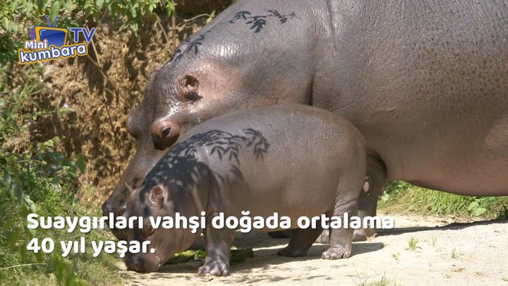 thumbnail Suaygırı