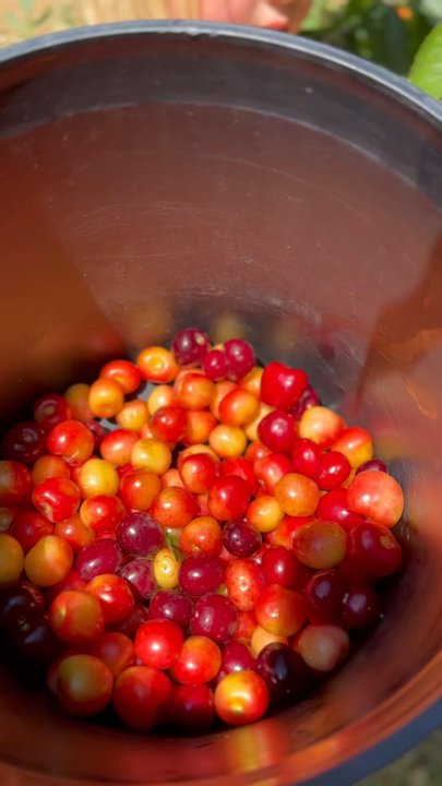 Guldseth Cherry Orchard and Vegetable Garden - Pick Your Own Farms Near Me - Cherry Valley, California