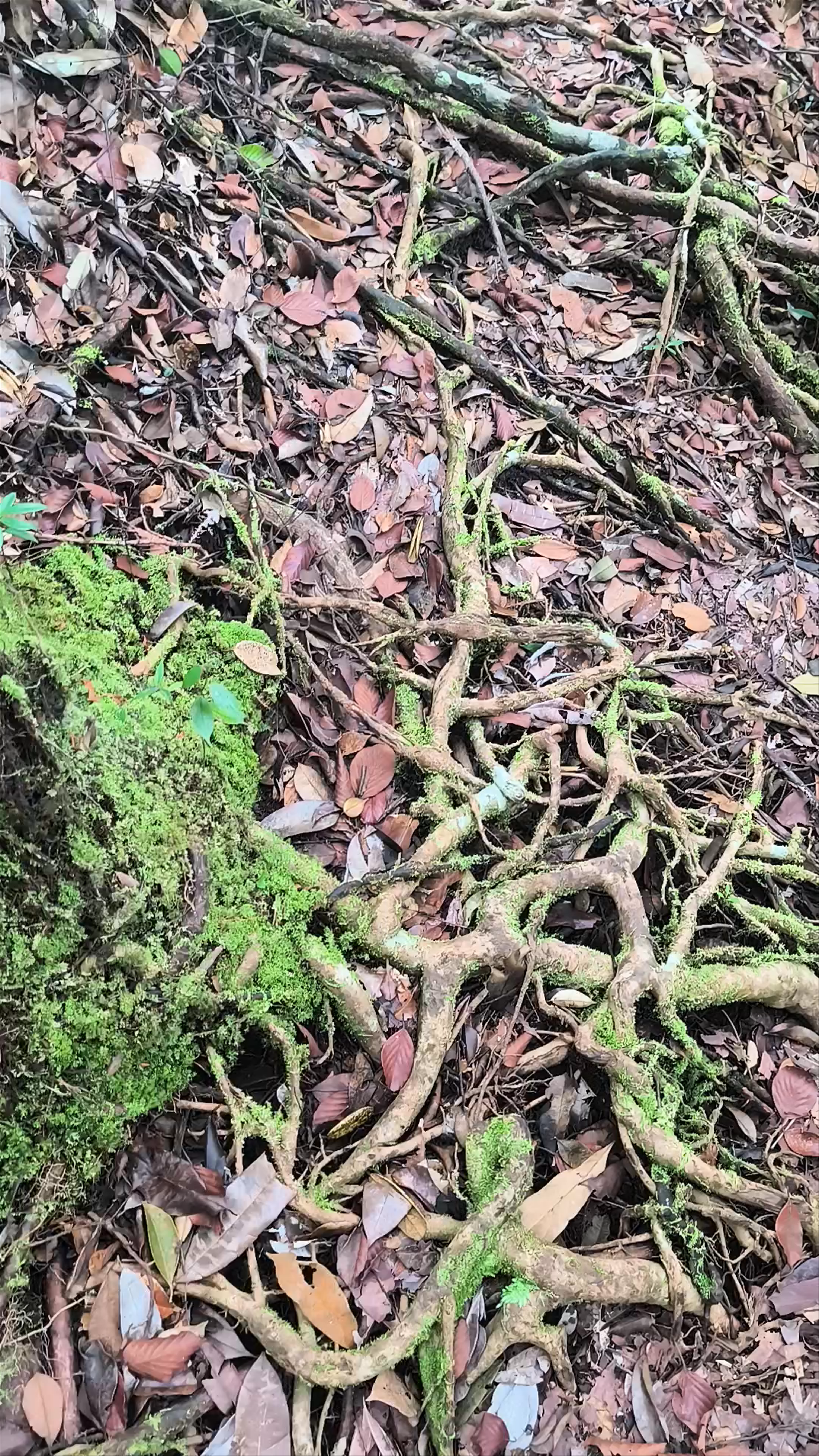 Exploring the Enchanted Trails of Gunung Serapi, Kuching