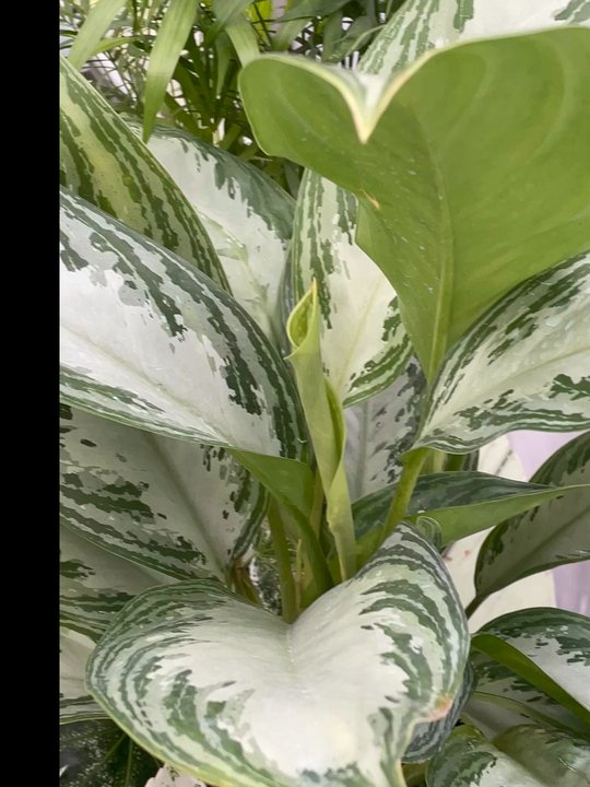 Fast's Greenery - Nurseries & Gardening Near Me - Arrington, Tennessee