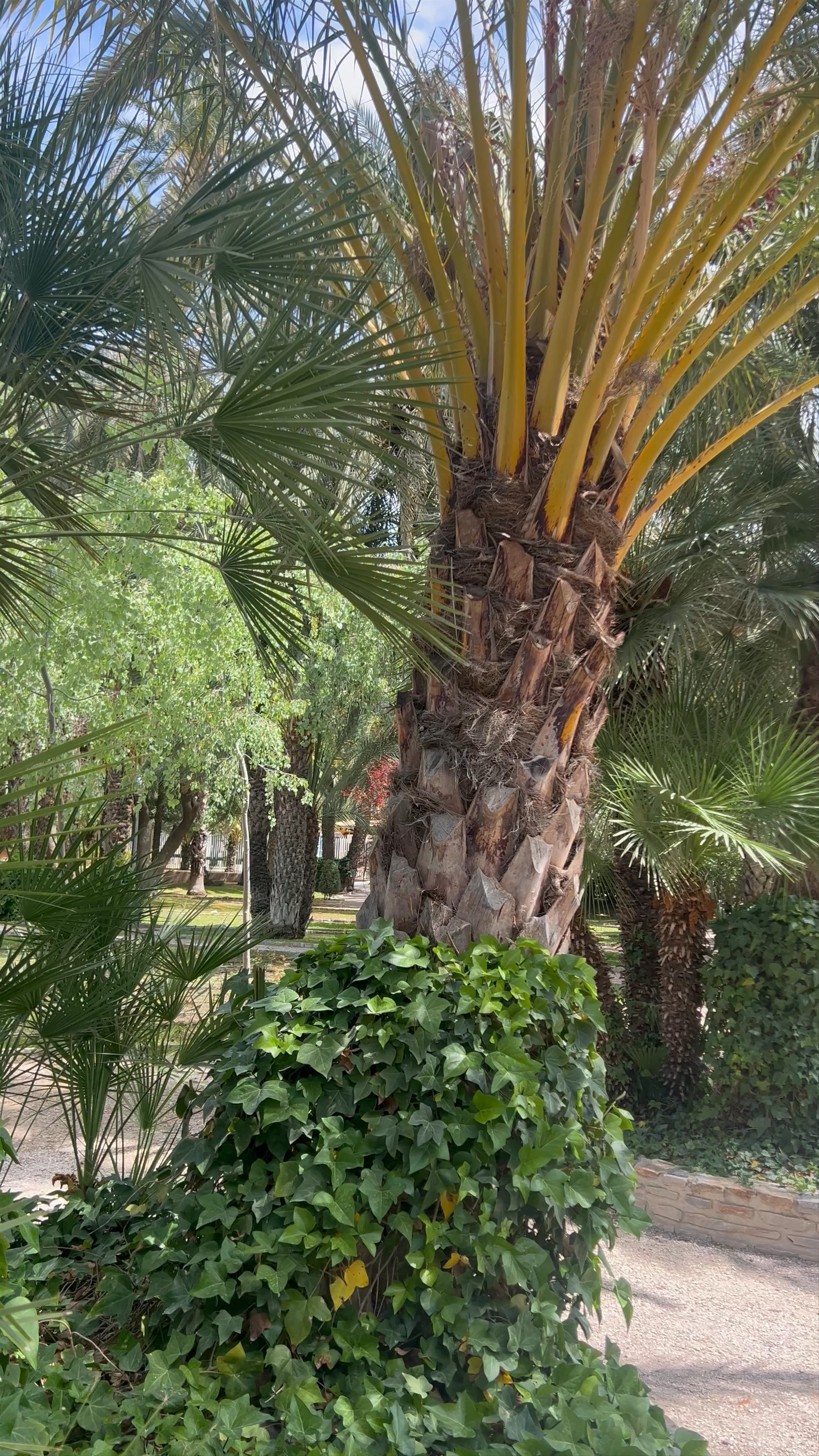 Lush Serenity at Parque Municipal in Elche