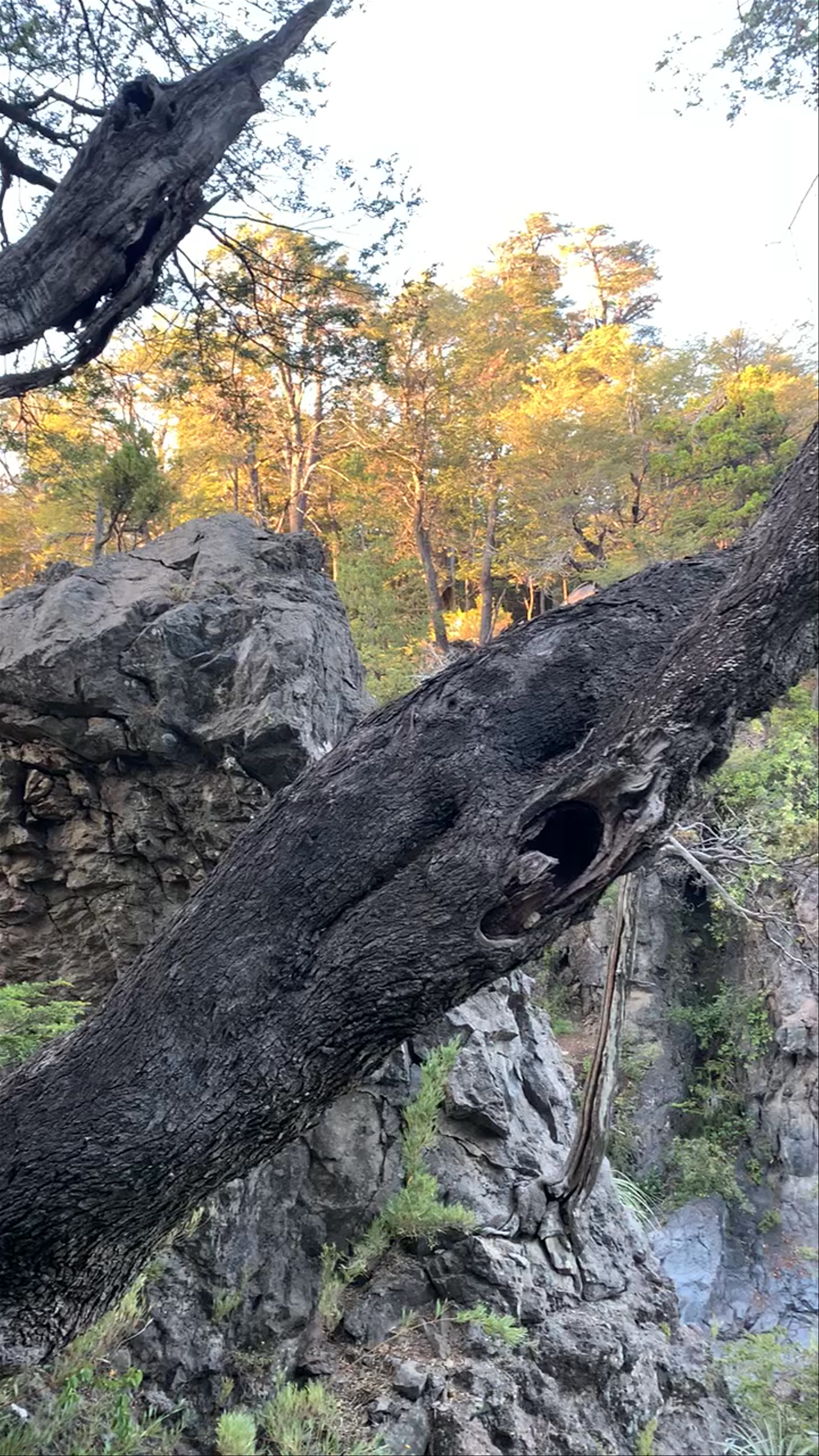 Camping Rocas Basálticas - Conaf