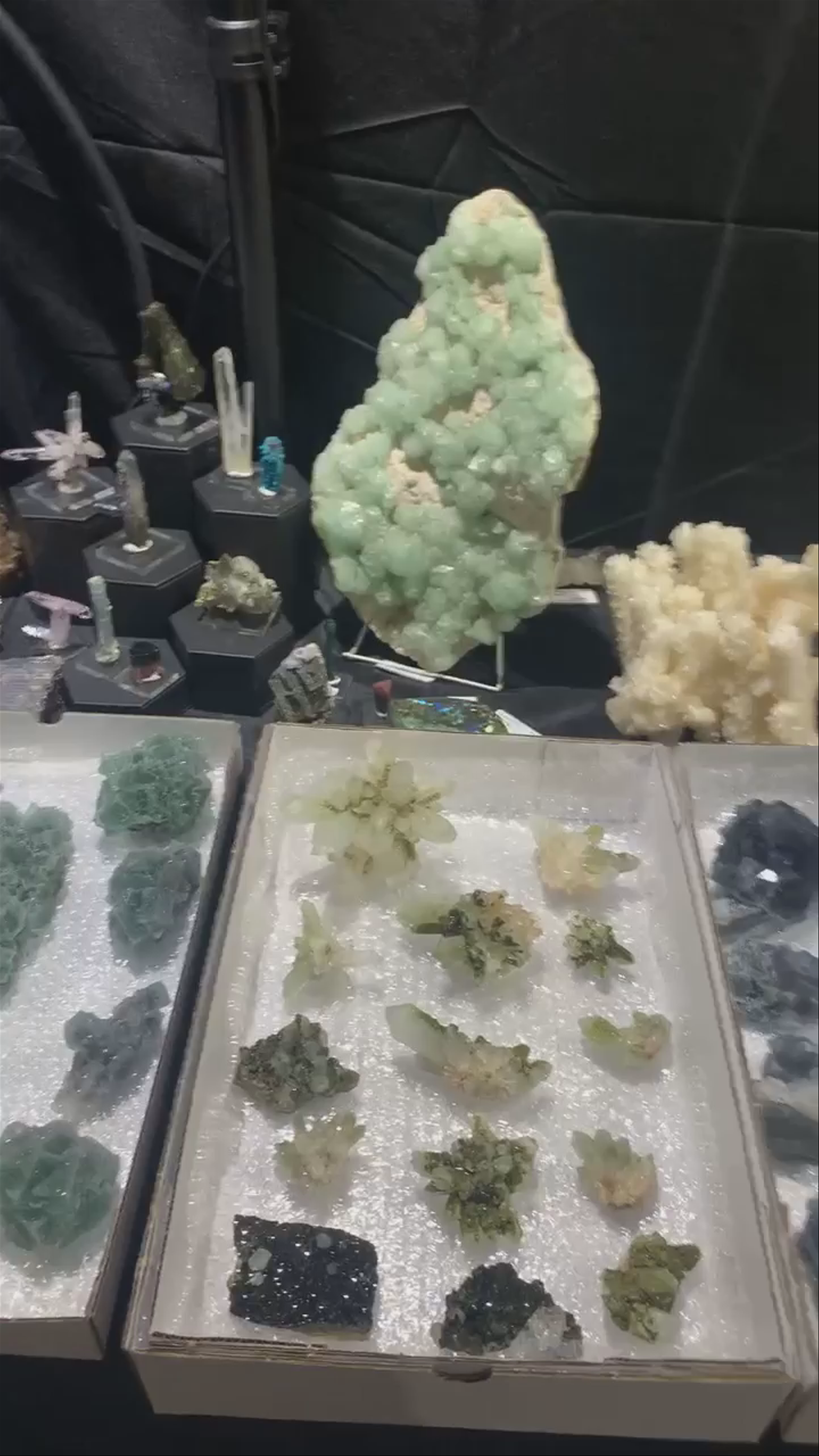 Massive show piece beauty 