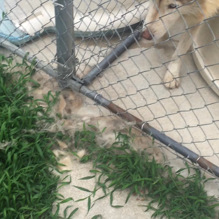 Snow Drift Kennels - mangled chunks of hair on The floor next to the fence... The state at which the dog is in (emaciated) - Pet Stores Near Me