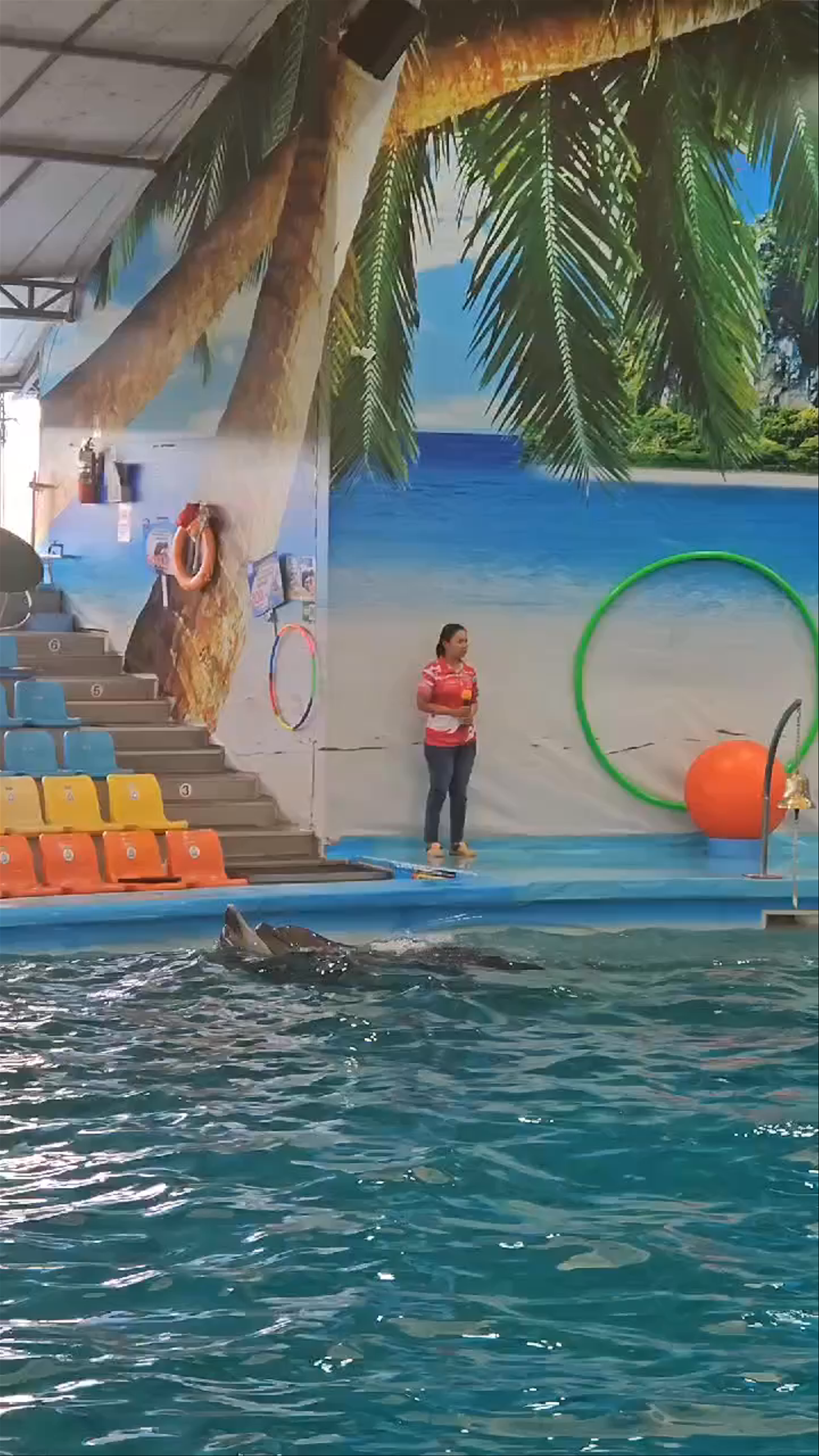 Dolphin Show