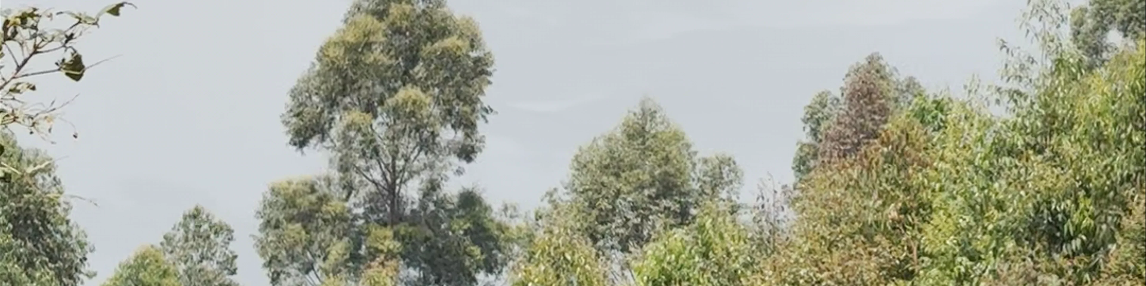 Lake Bunyonyi
