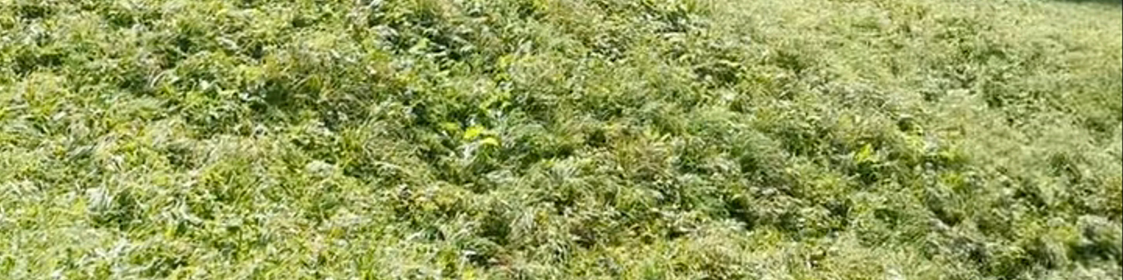 Chilchbalm