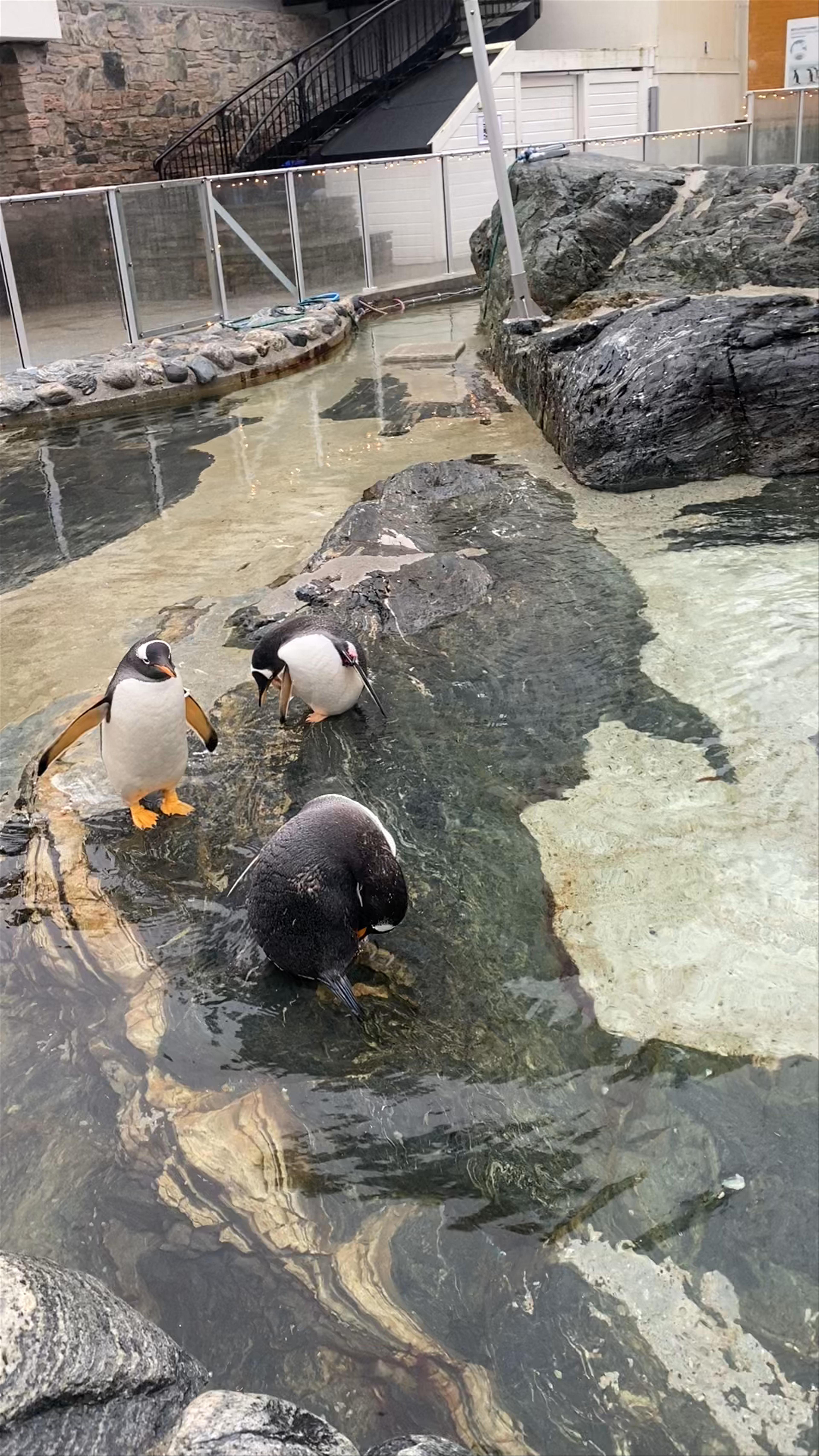 Akvariet i Bergen – A Delightful Penguin Encounter in Norway