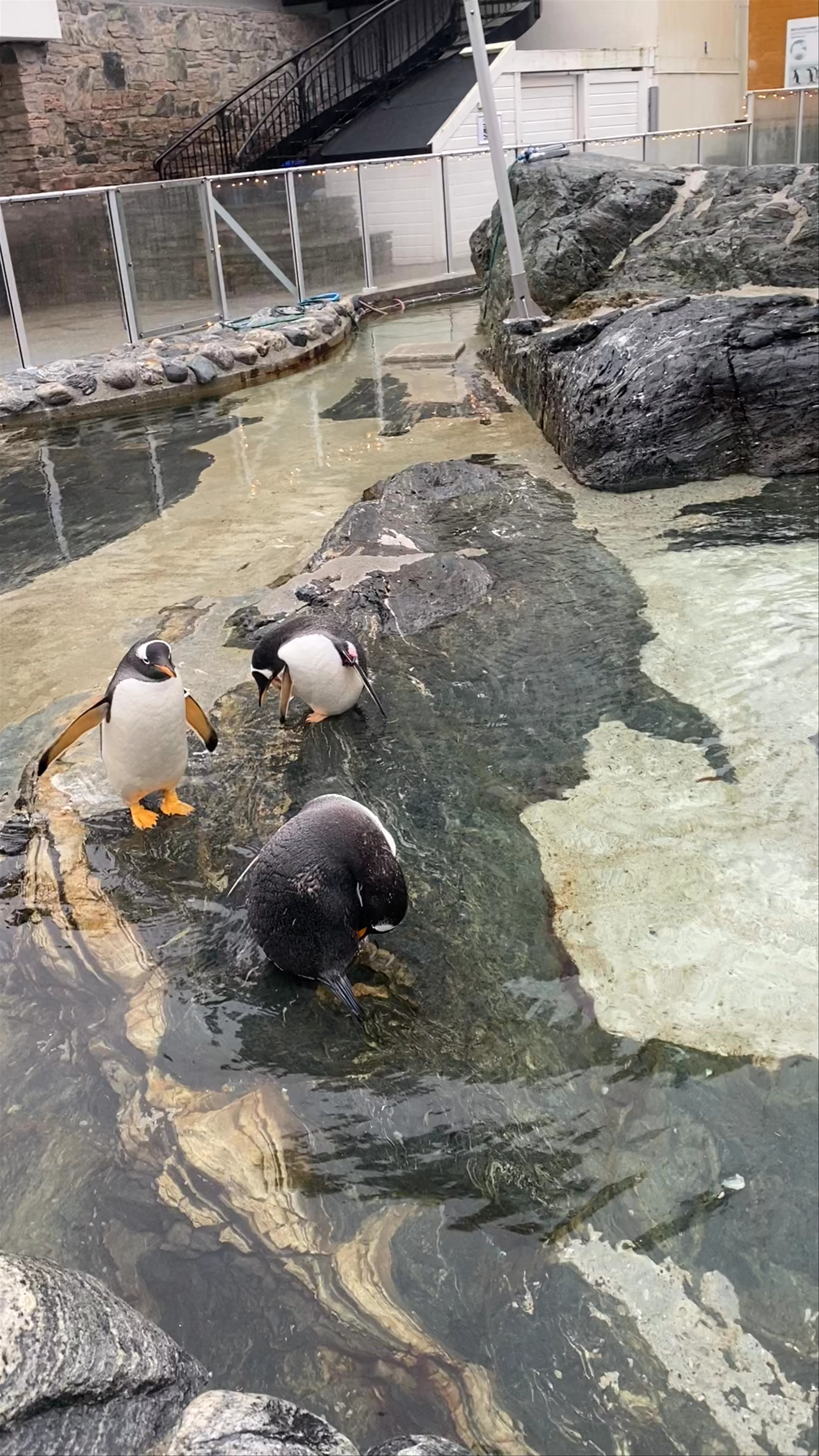 Akvariet i Bergen - Det Nasjonale Akvariet