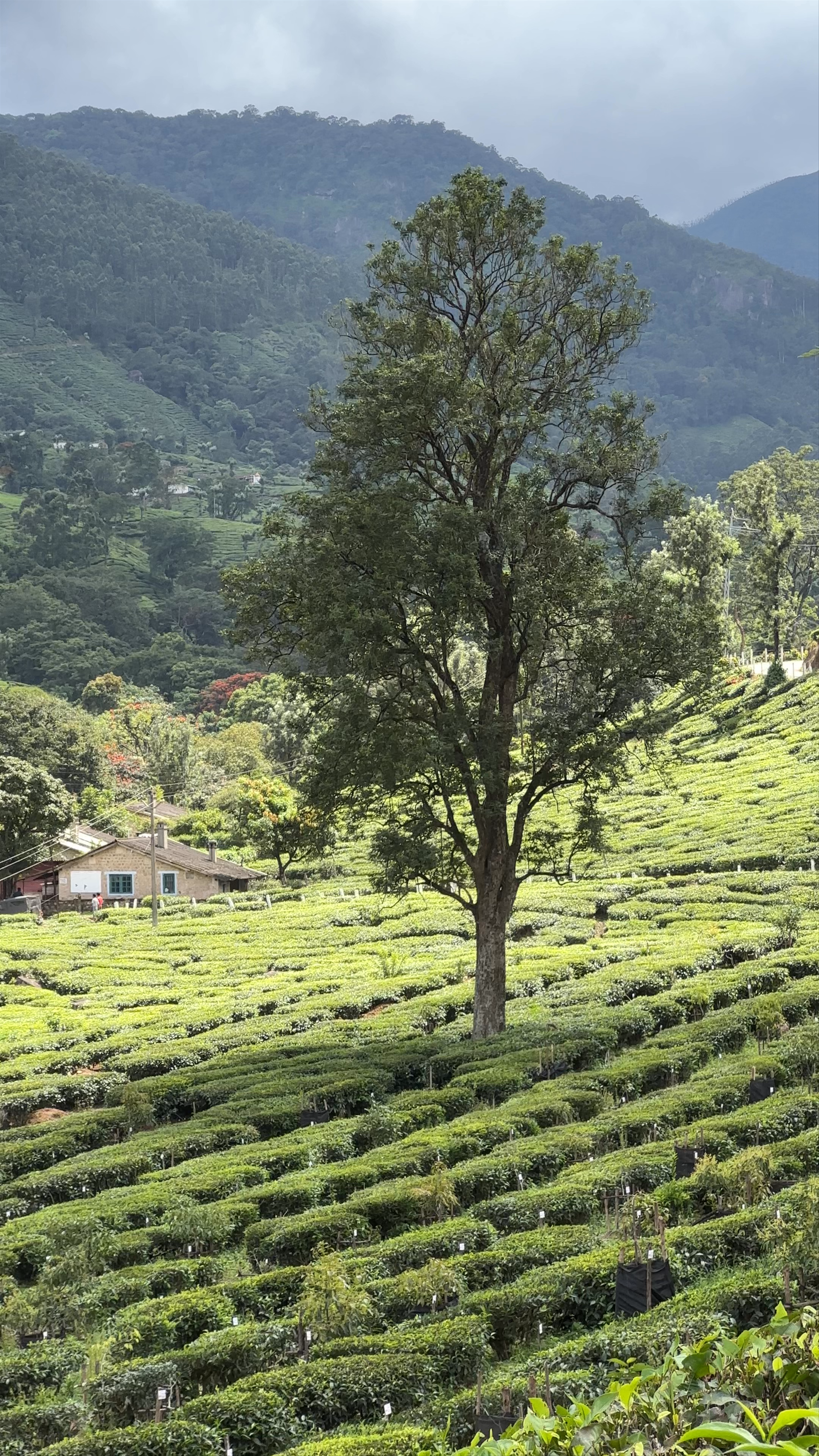 Munnar Tea Garden View Point