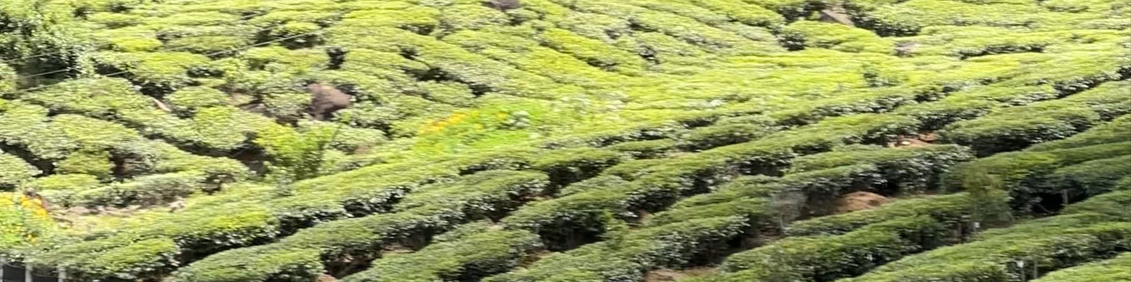 Munnar Tea Garden View Point