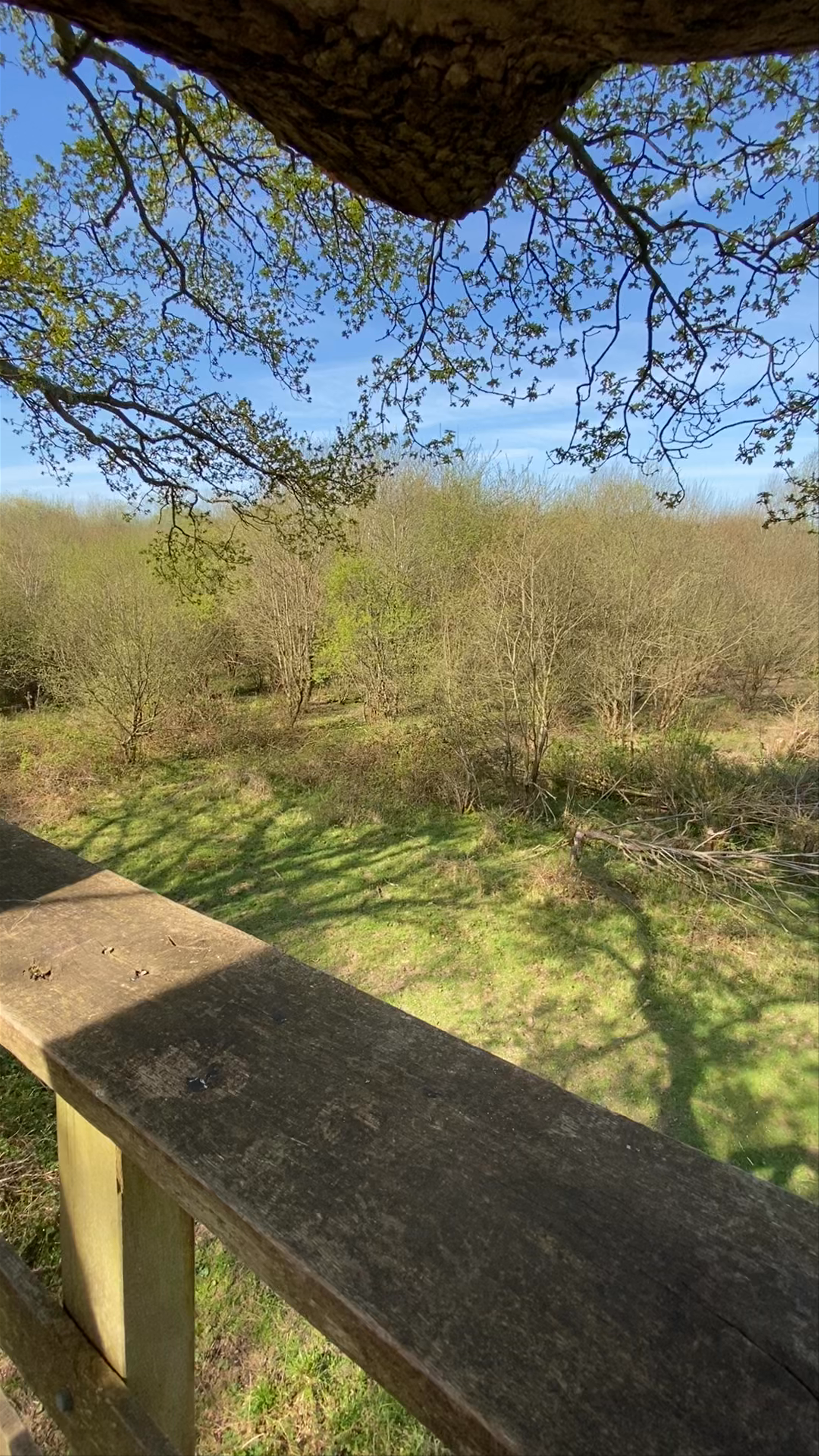 Knepp Estate - Rewilding Area