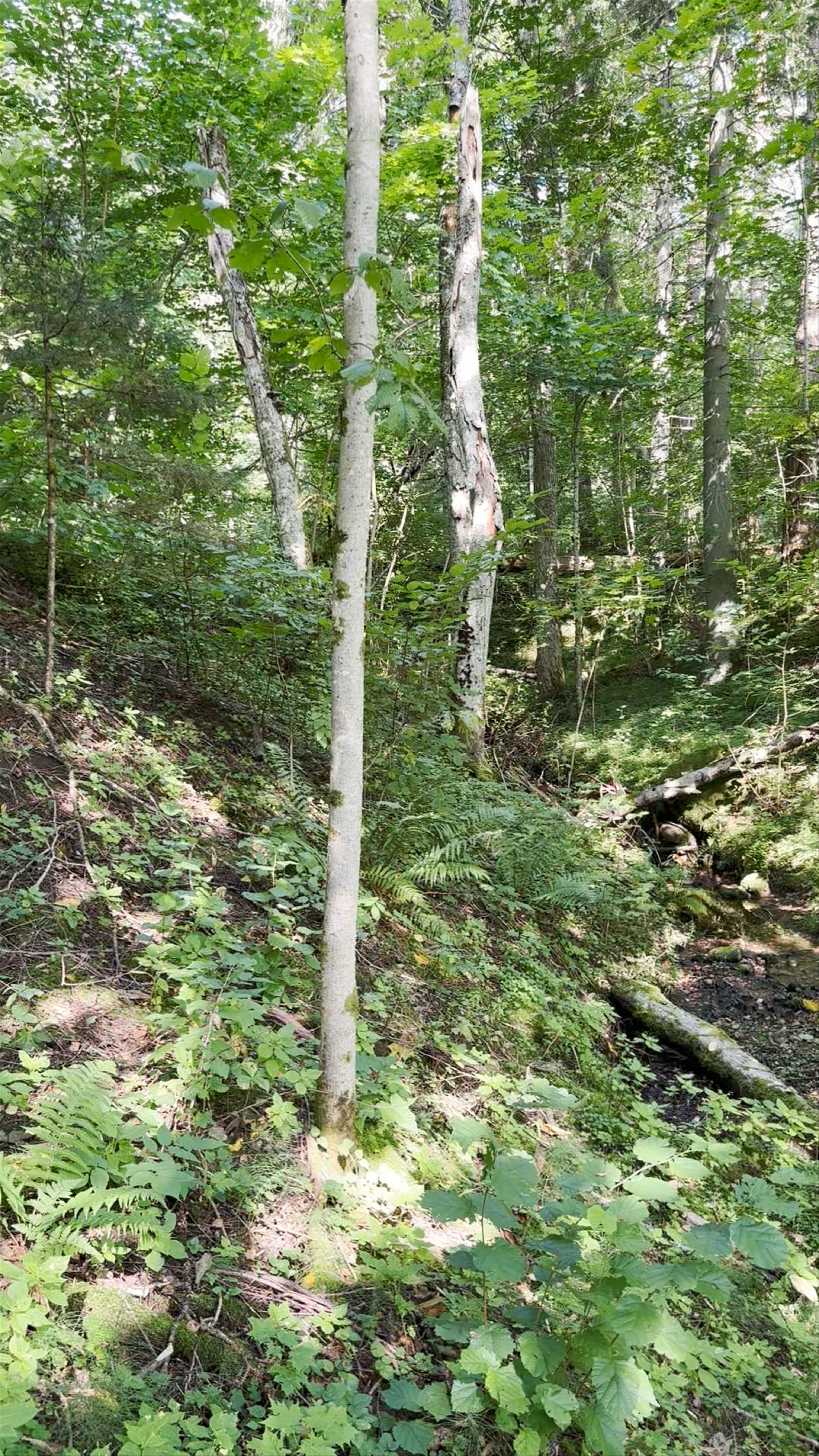 Salacas Avotkalni - аренда лодок и отдых на берегу реки Салацы