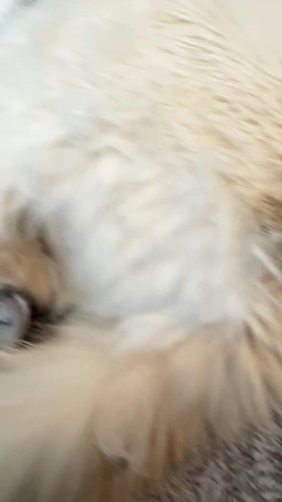 Furry Beginnings - Healing of quick after multiple weeks. - Pet Groomers Near Me - Gilbert, Arizona