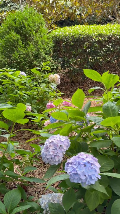 McGill Rose Garden - Beautiful hydrangeas! Peaceful vibes. - Botanical Gardens Near Me - Charlotte, North Carolina