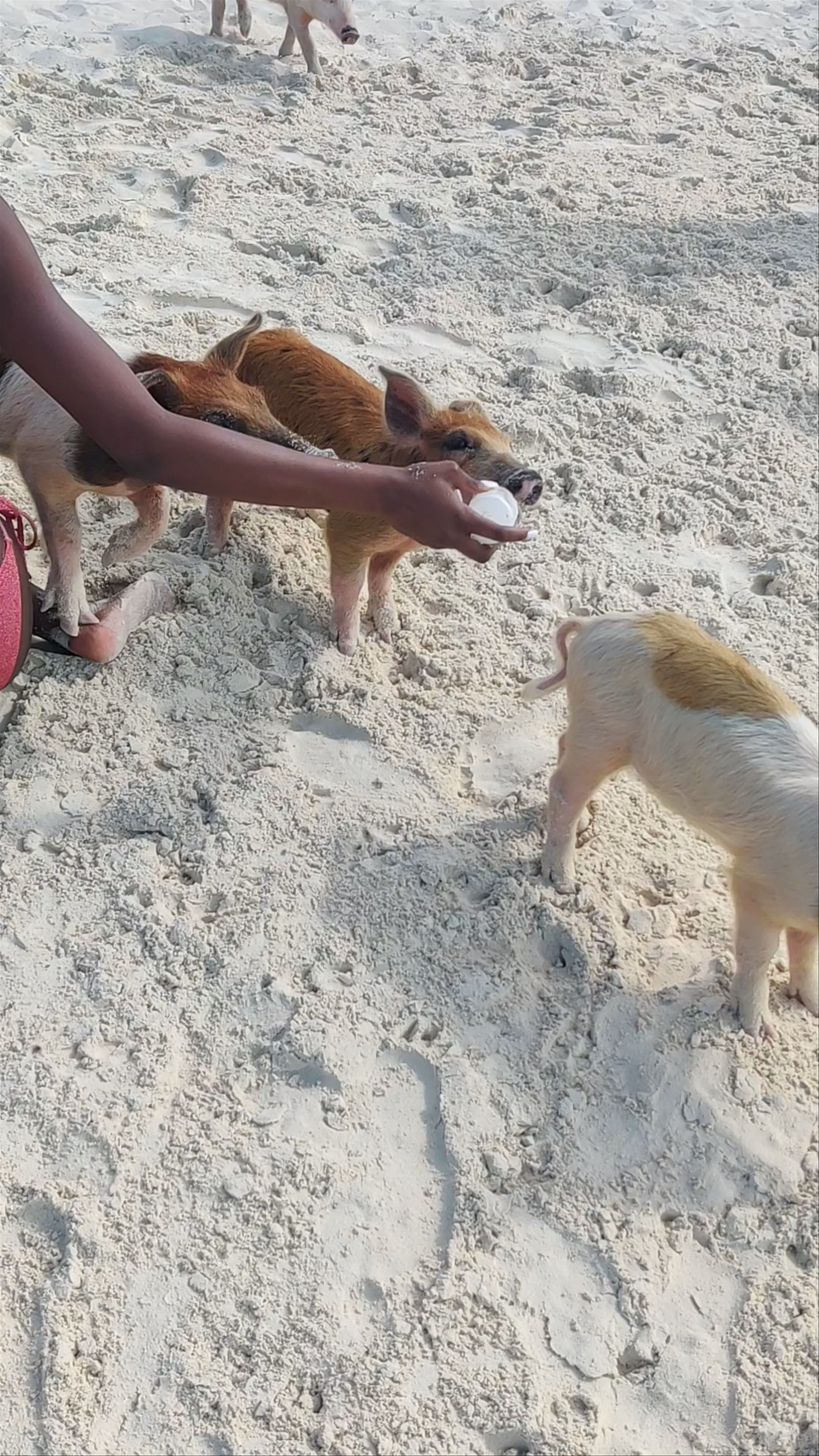Pig Beach