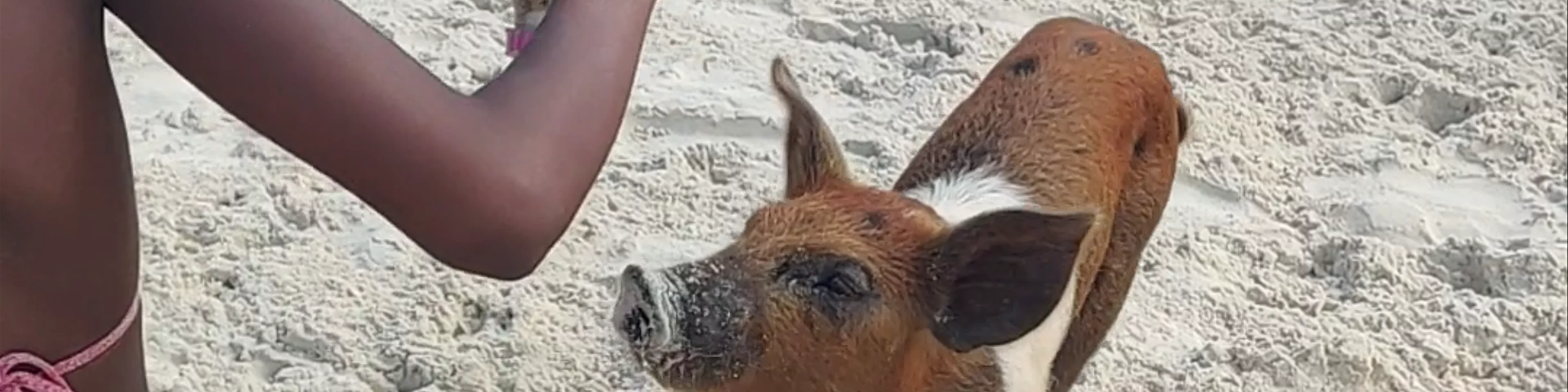 Pig Beach