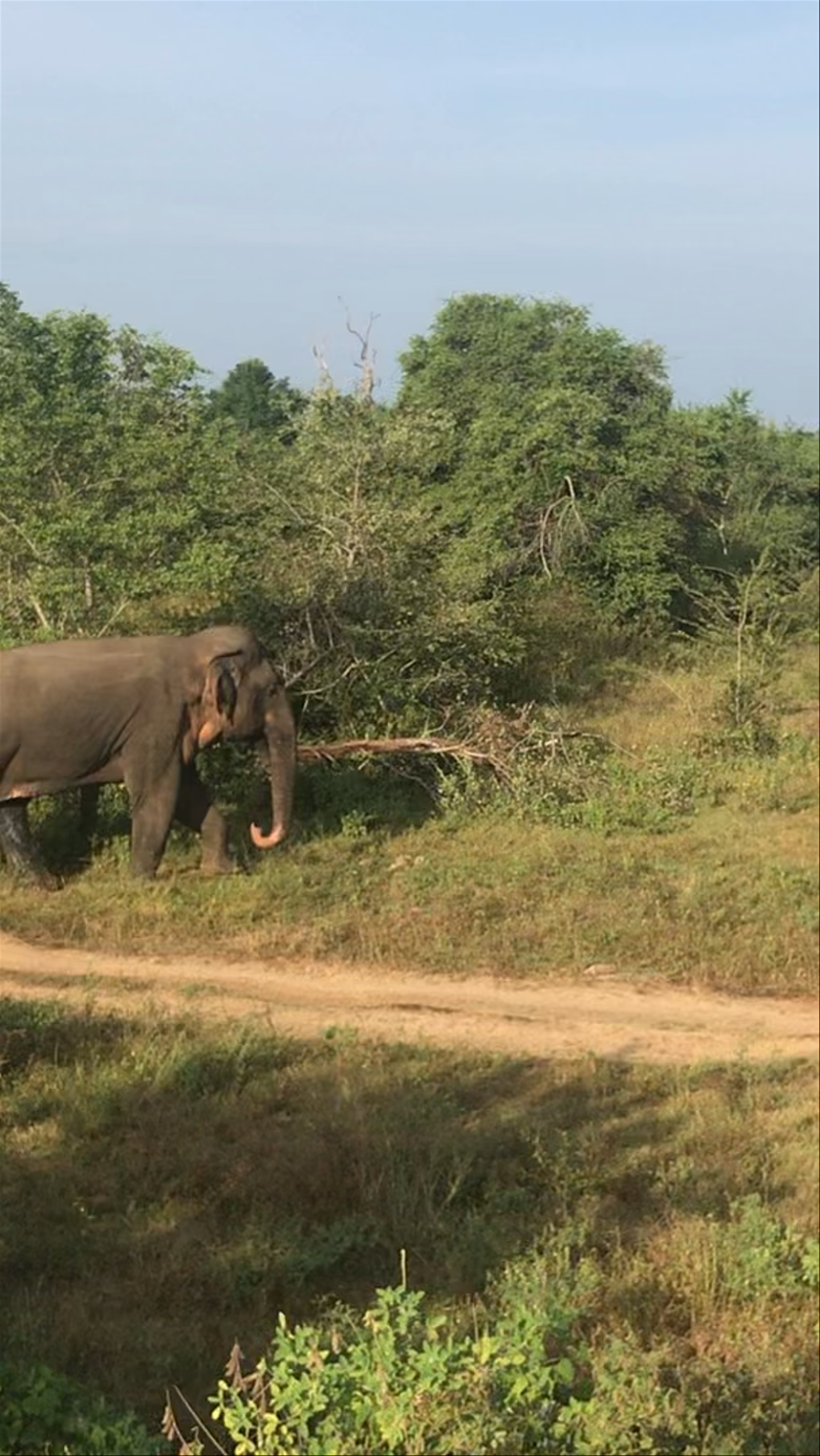 Udawalawe National Park
