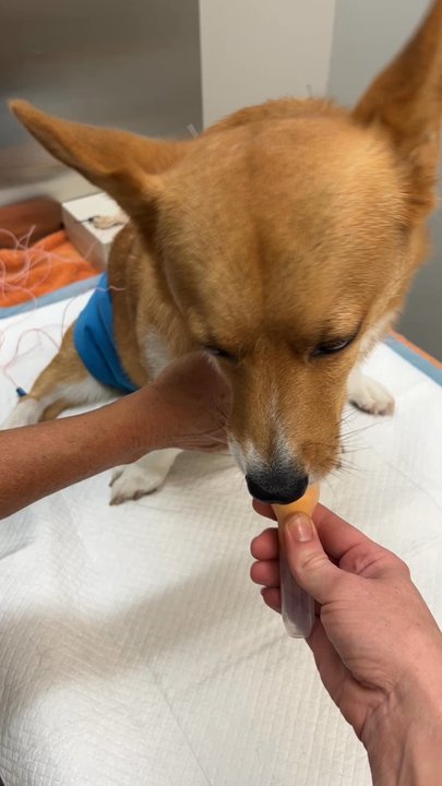 Love Pet Hospital - Acupuncture sesh !  my Archie Star always being a good boi - Veterinarians Near Me - Austin, Texas