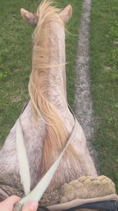 Shenandoah Stables - Horseback Riding Near Me - New Smyrna Beach, Florida