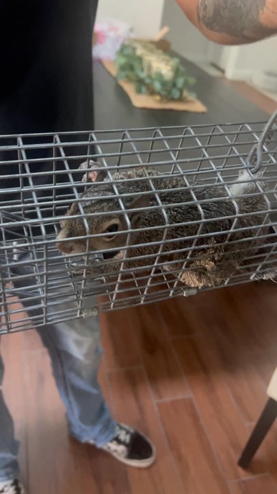 Elite Wildlife Trappers - Squirrel safely removed from chimney - Wildlife Control Near Me