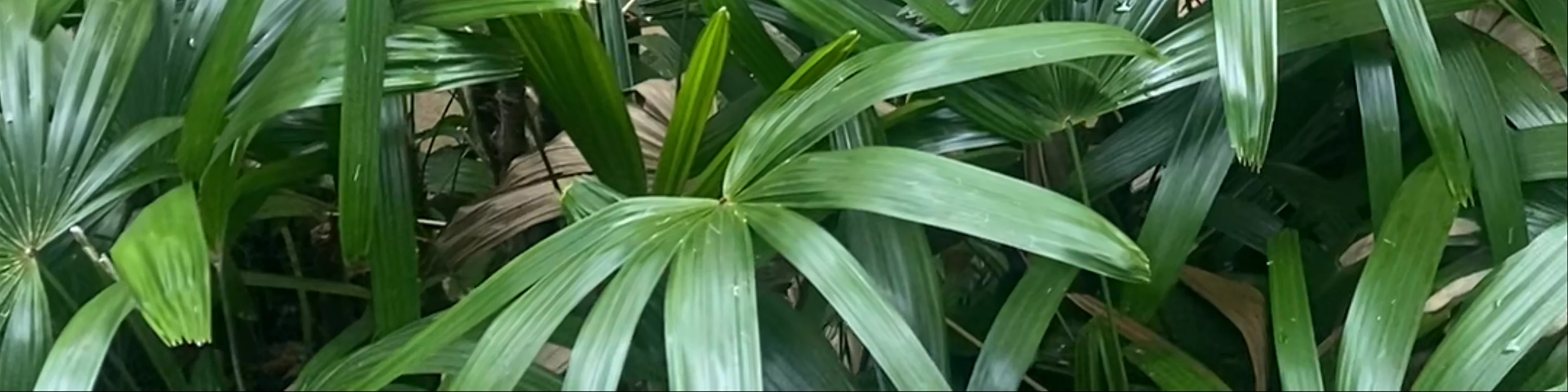 Hamilton Island Wildlife