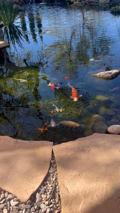The Windmill Winery - Koi pond - Venues & Event Spaces Near Me - Florence, Arizona