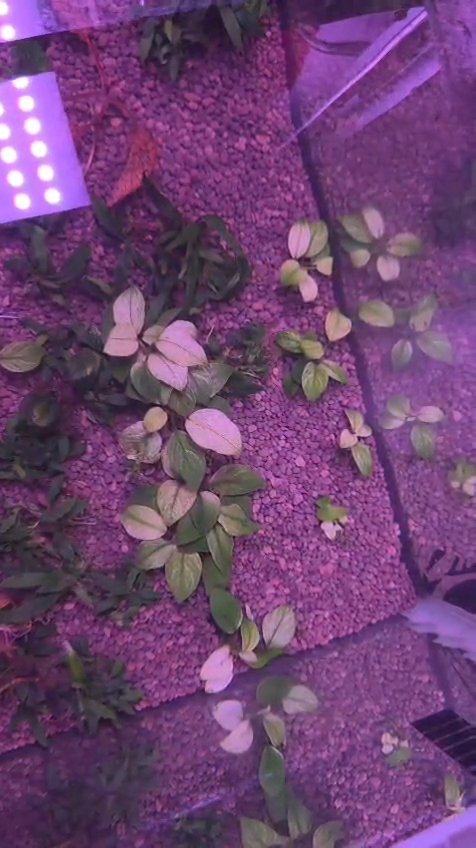 Anubias Broad White - Rare Plant