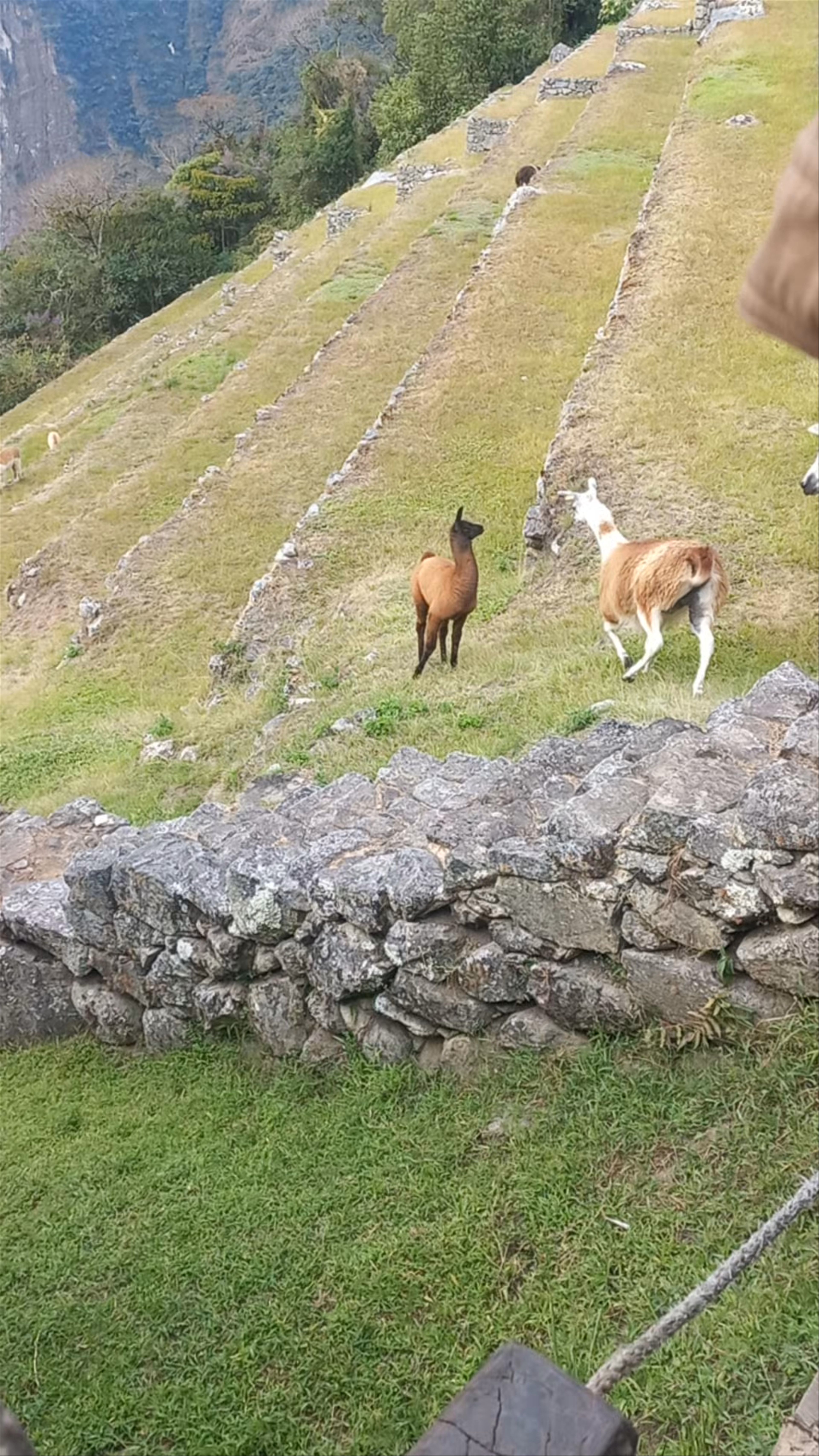 Machu Picchu: Wildlife and Ancient Terraces in the Peruvian Andes
