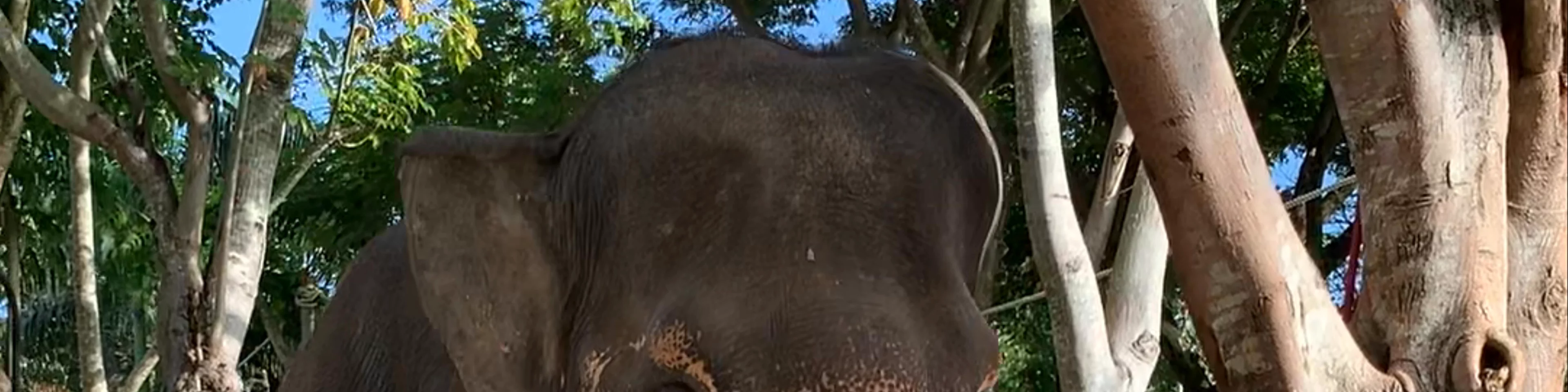 Bali Zoo
