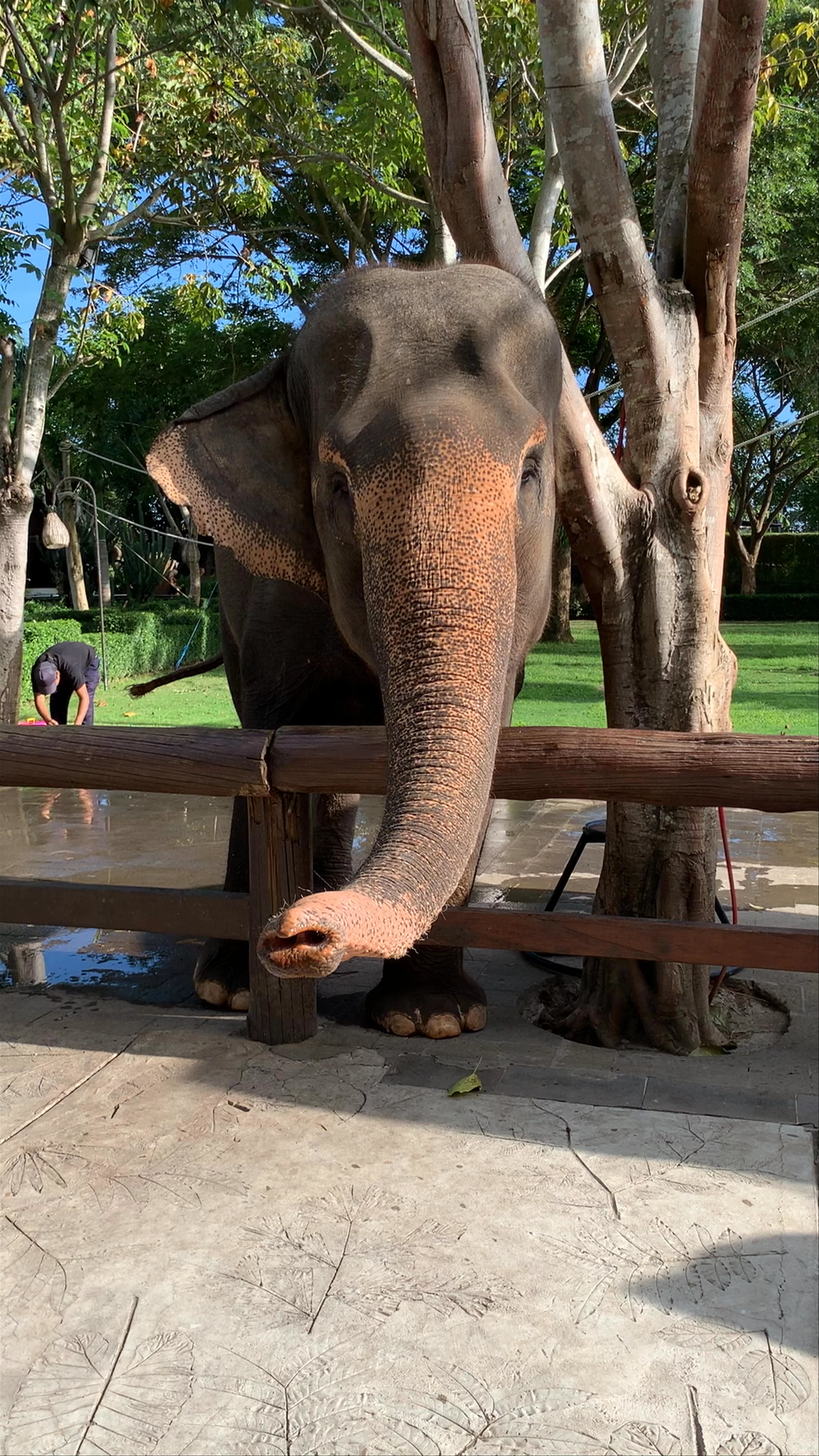 Bali Zoo
