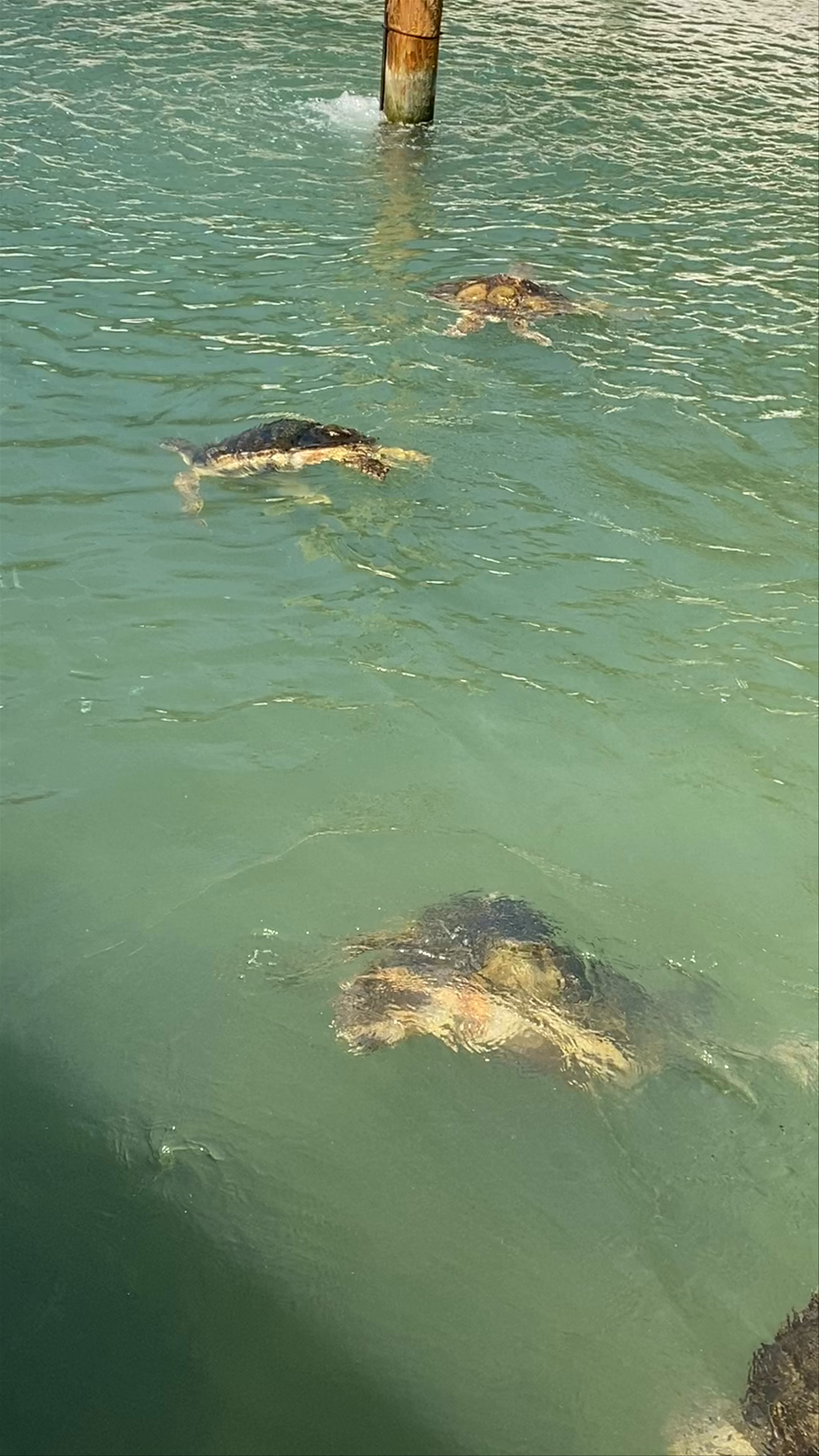Turtle Hospital Visit in Marathon, Florida