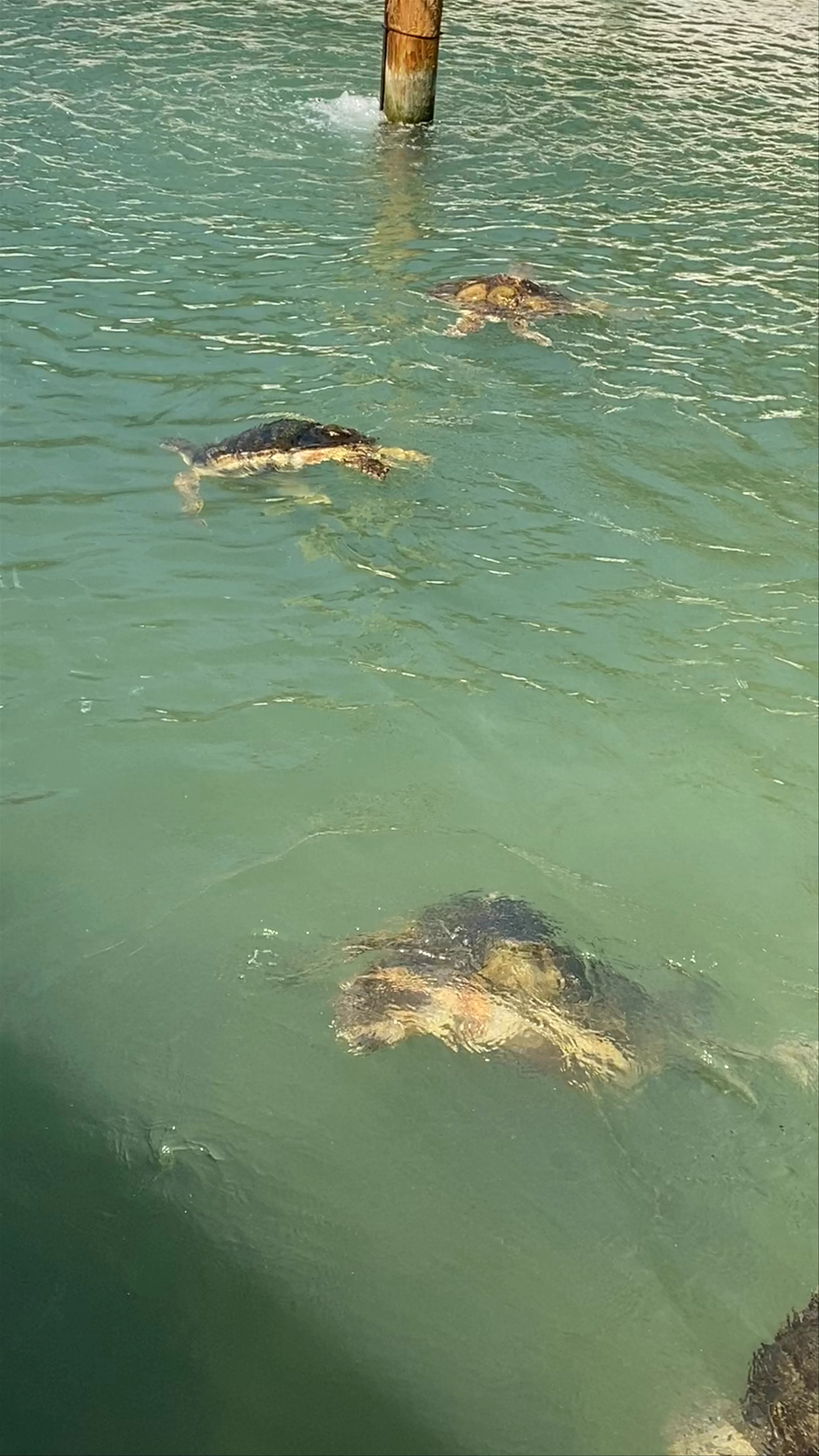 Turtle Hospital, Overseas Highway, Marathon