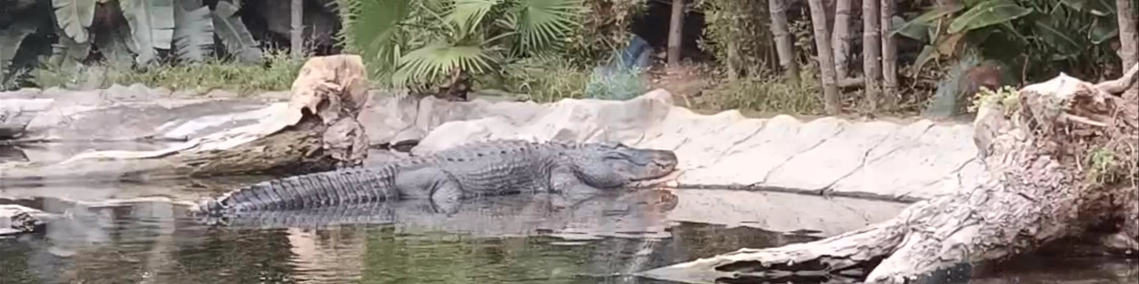 Caimanes y Tortugas - Loro Parque