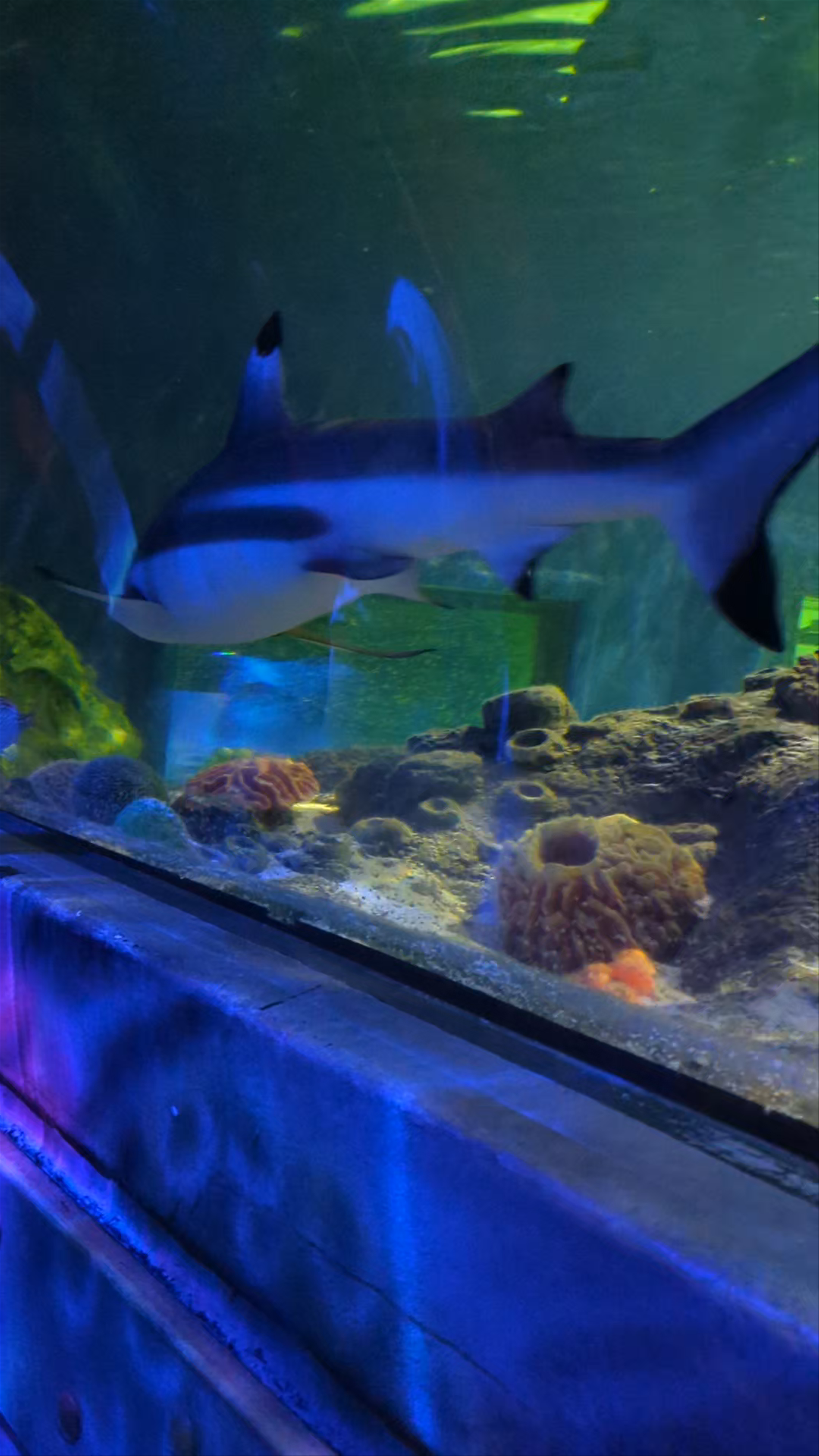 SEA LIFE Brighton: An Underwater Wonderland Experience
